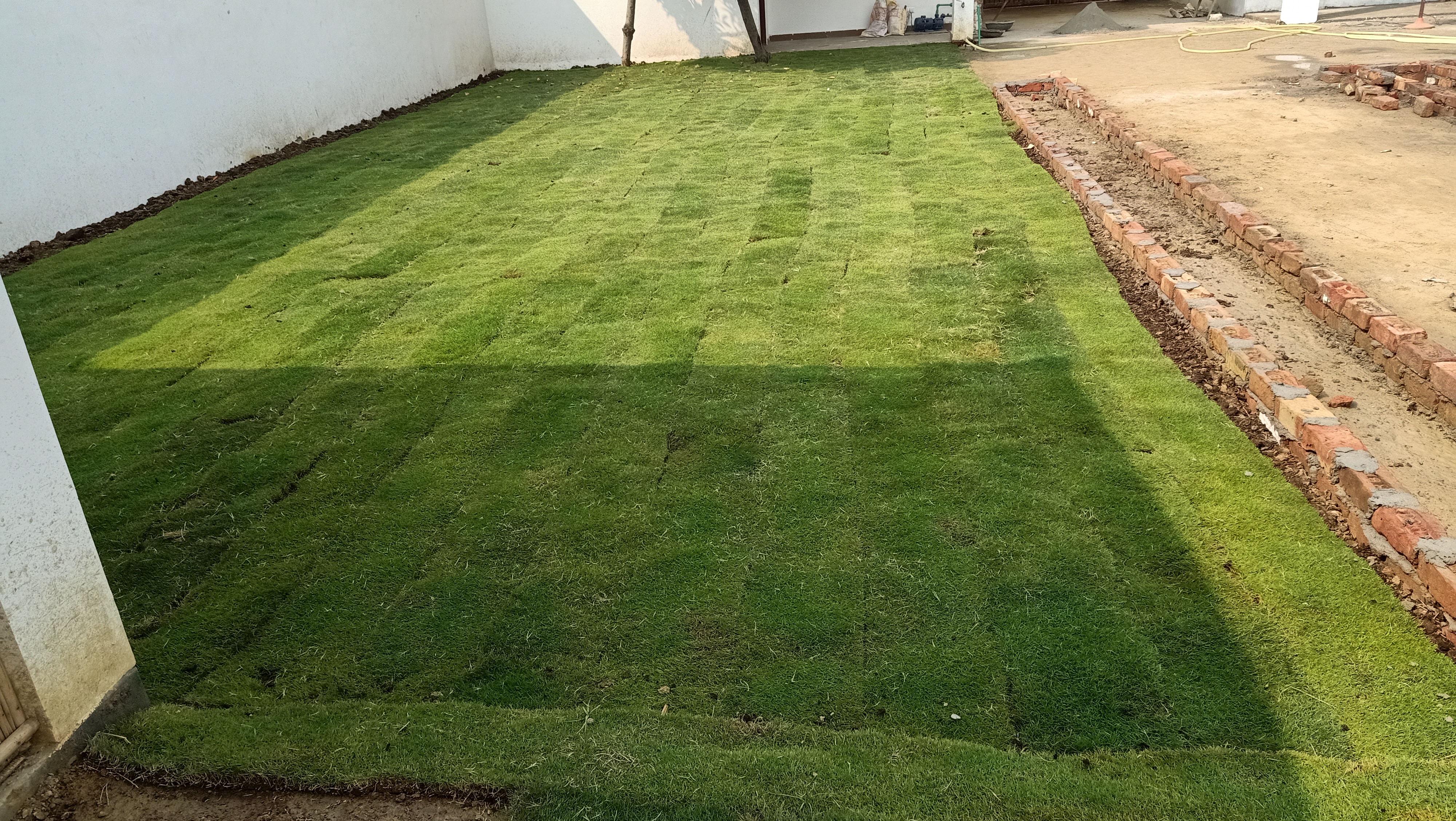 Natural Lawn Grass in Ambala Cantonment