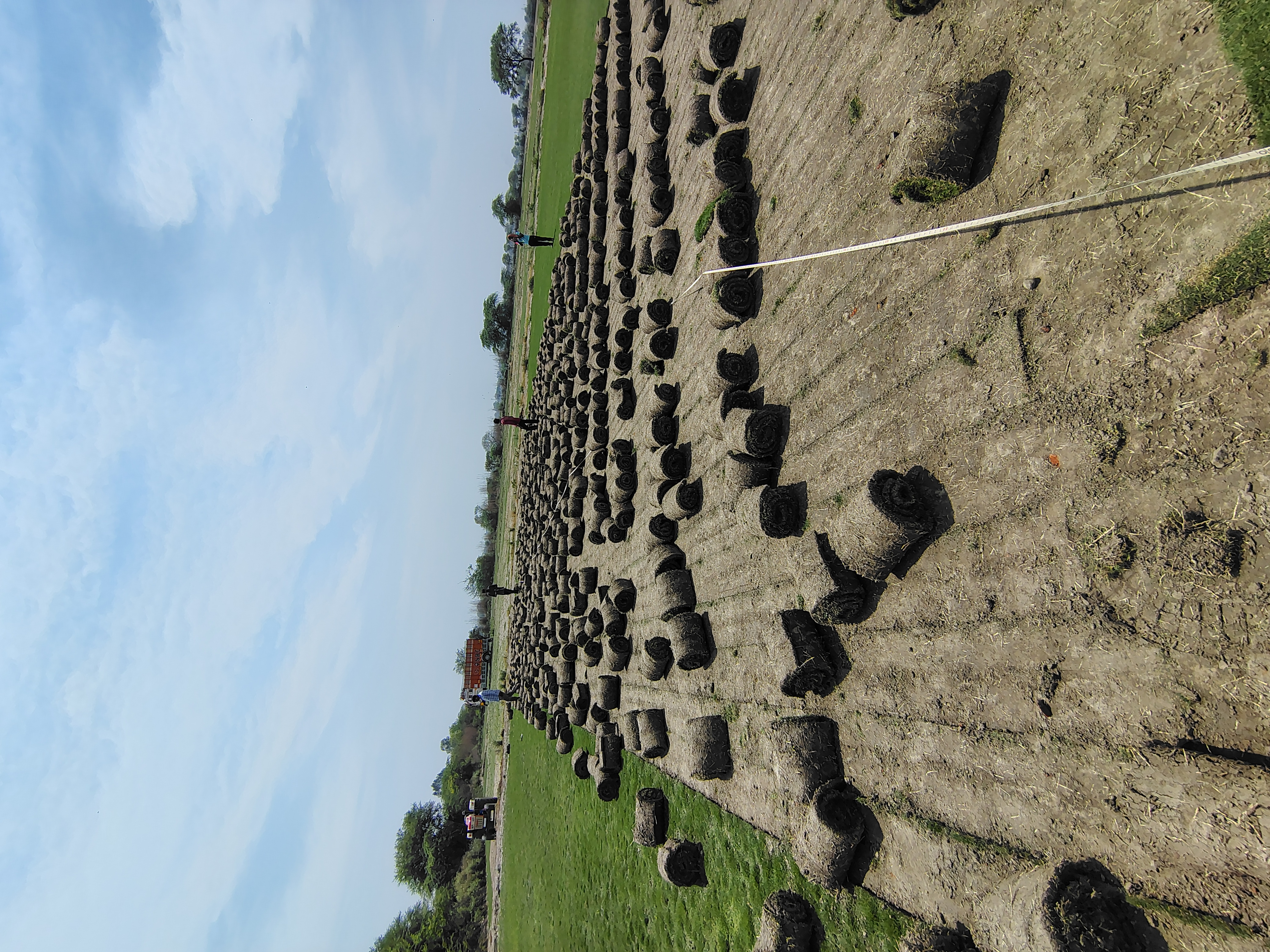 natural lawn grass Jalandhar