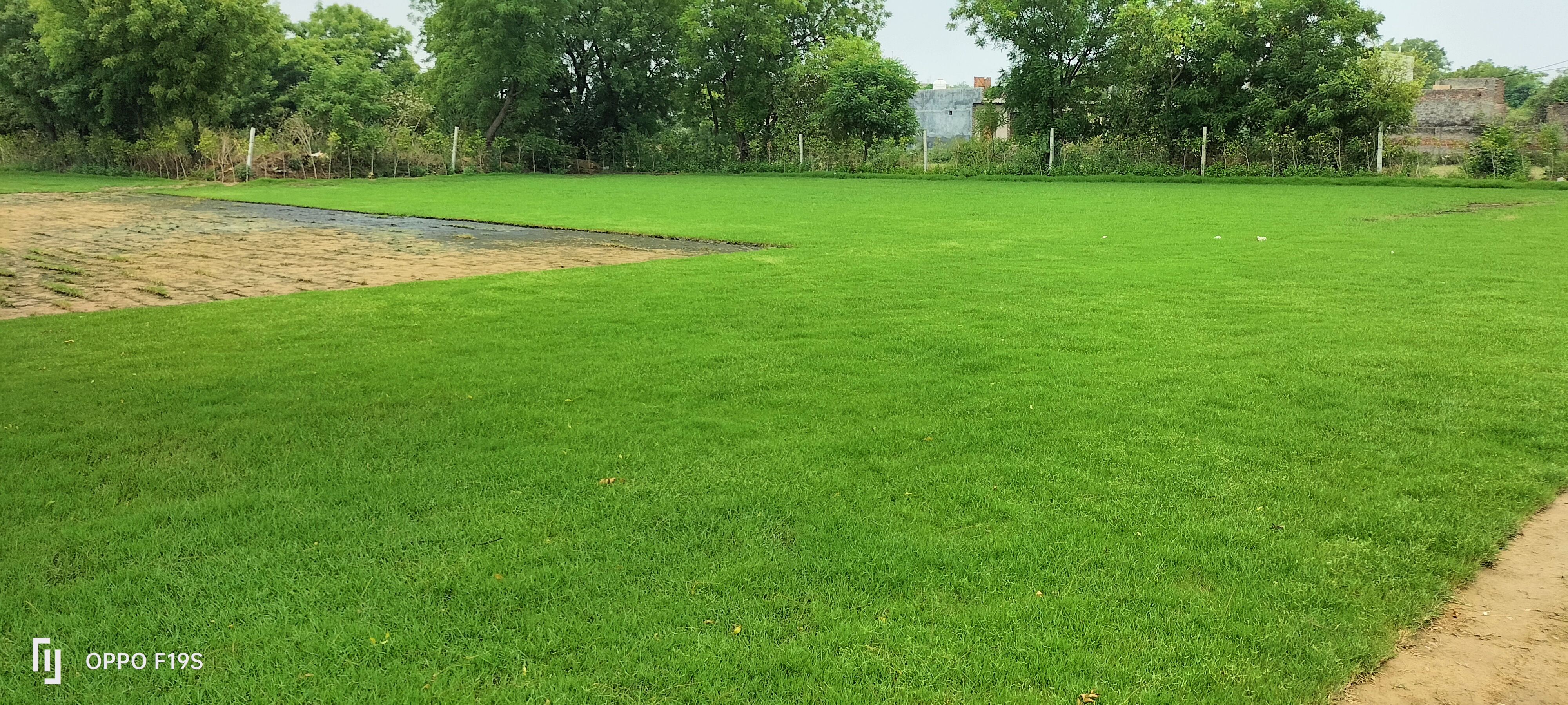 Natural Lawn Grass in Ghevra, Delhi Wholesale Natural Lawn Grass Lawn Grass Carpet Natural Lawn Grass Natural Lawn Grass Supplier Natural Grass in Bulk Natural Lawn Grass Wholesale Price