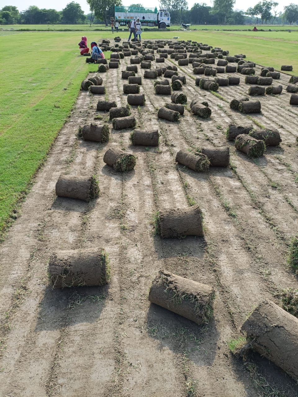 Natural Lawn Grass in Agra