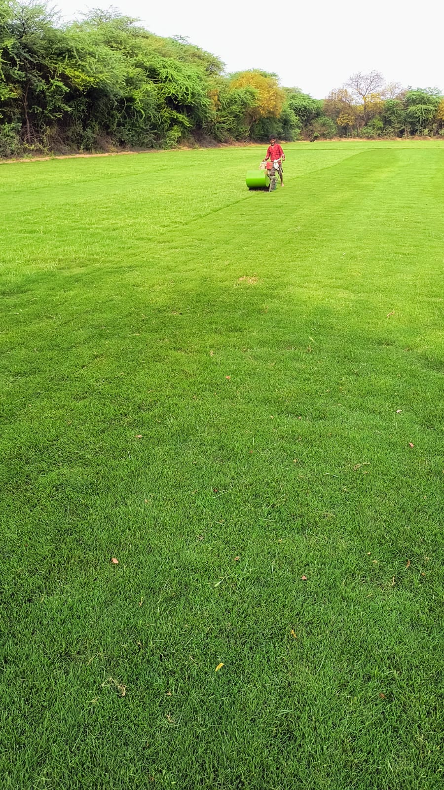 Natural Lawn Grass in Karawal Nagar Delhi