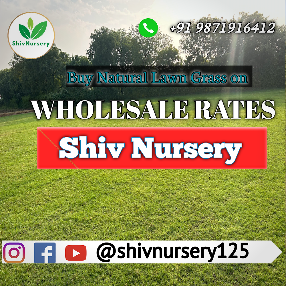 Natural Lawn Grass in Zakir Nagar Delhi