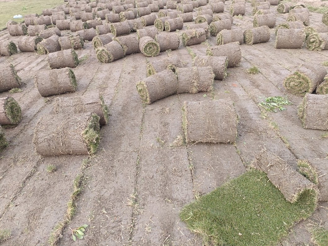 Natural Lawn Grass in Ajmer, Rajasthan