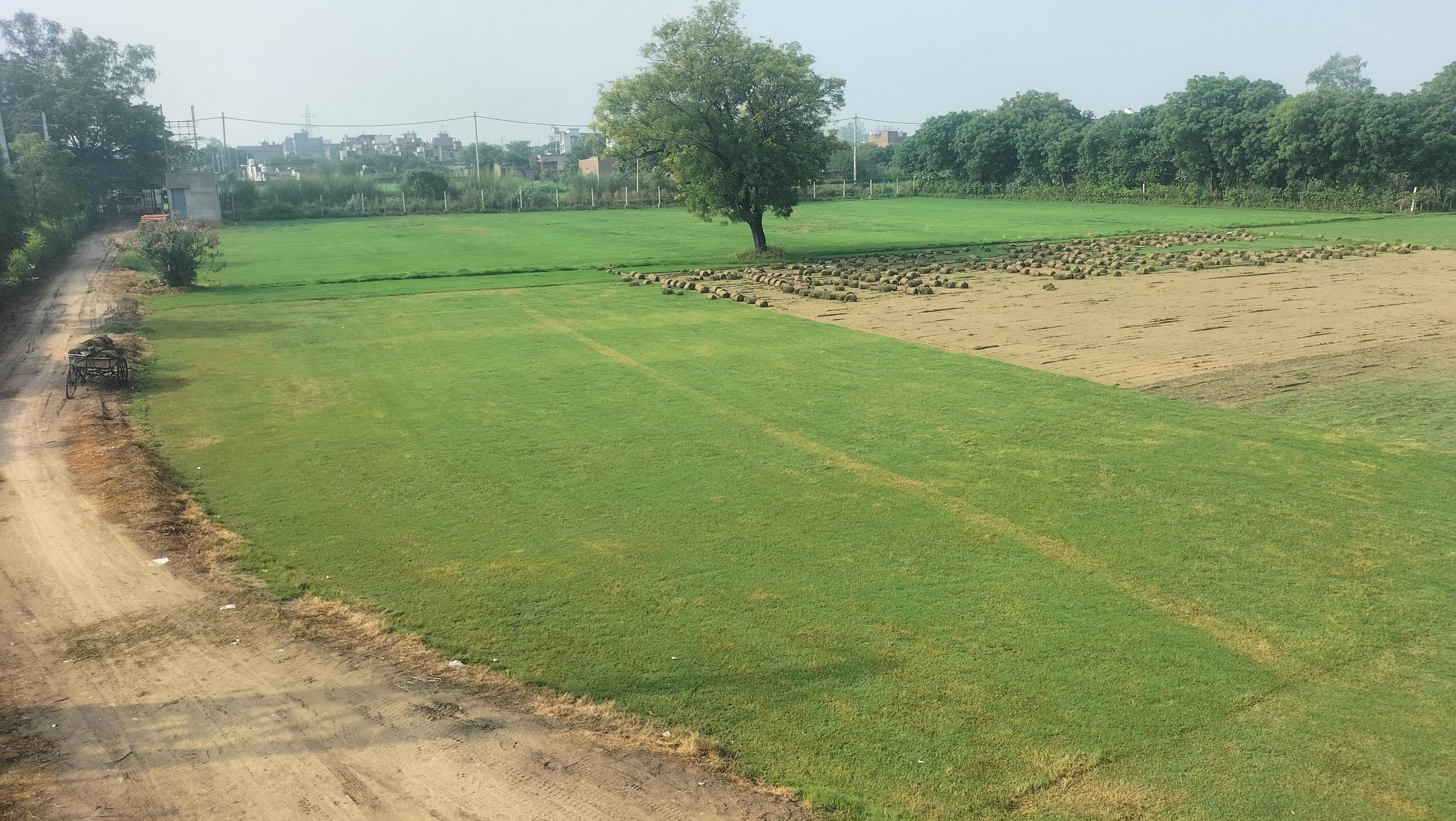 natural lawn grass Bhiwadi