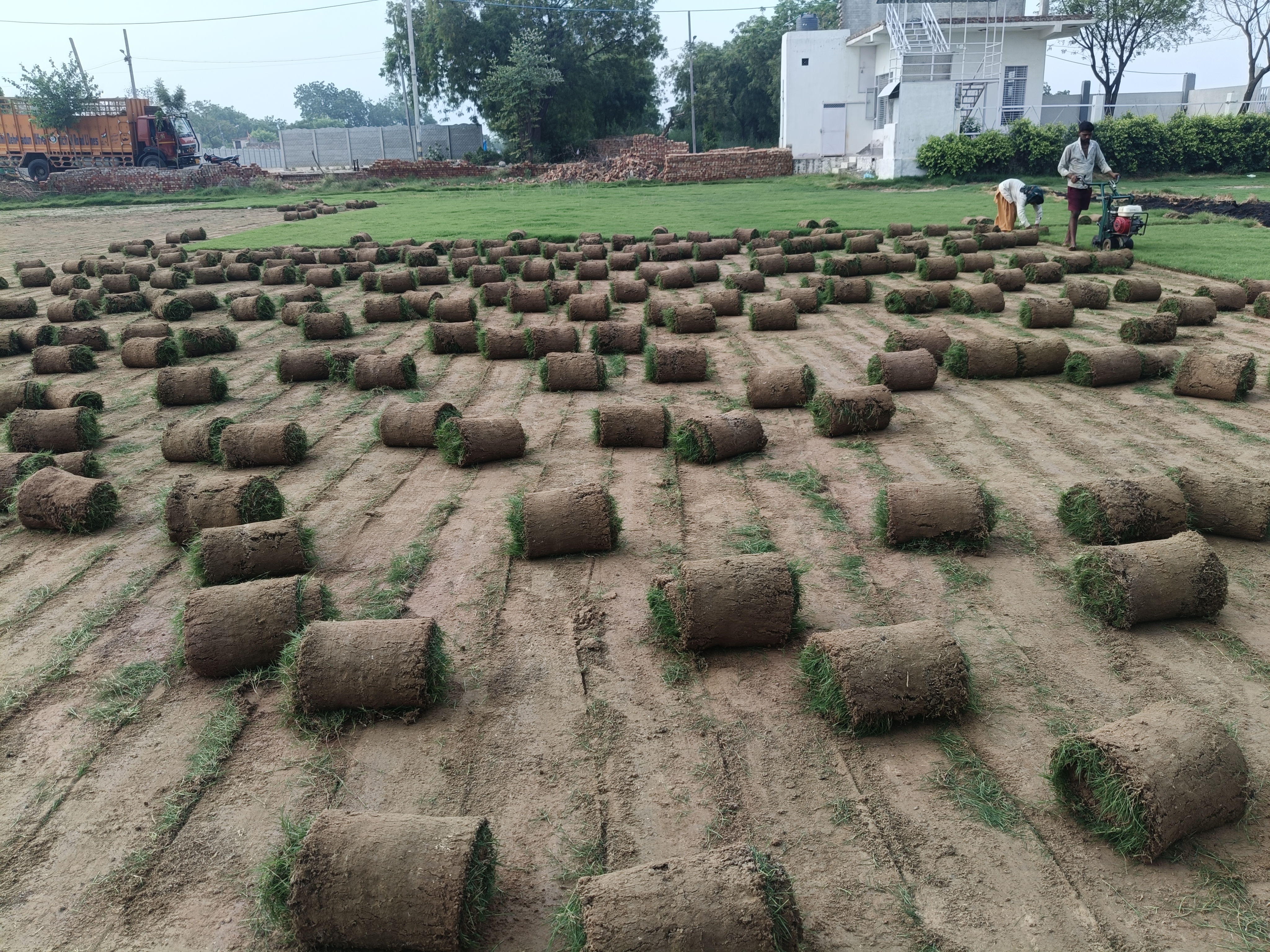 Natural Lawn Grass in Dholpur, Rajasthan