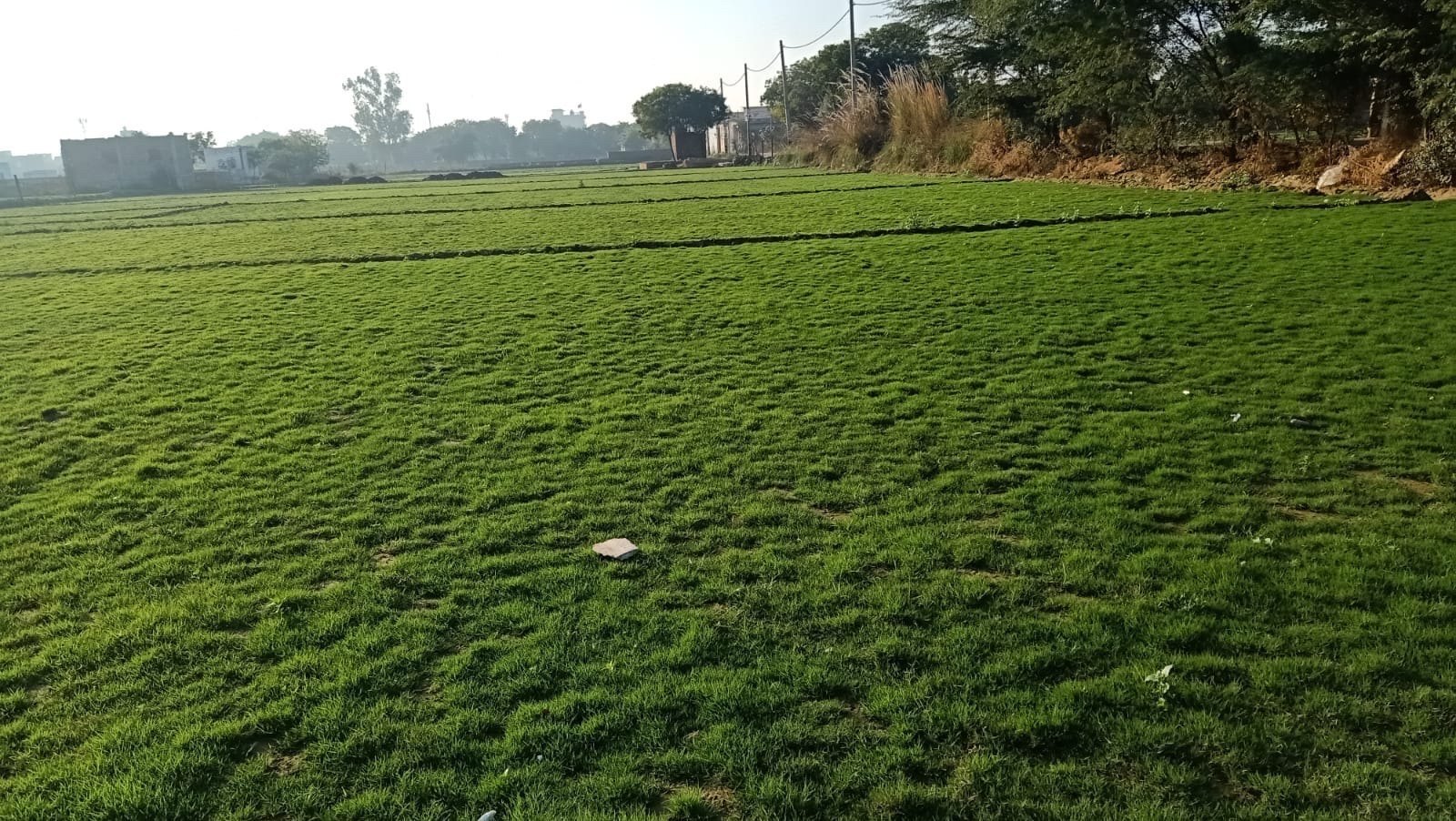 Natural Lawn Grass in South Extension Delhi