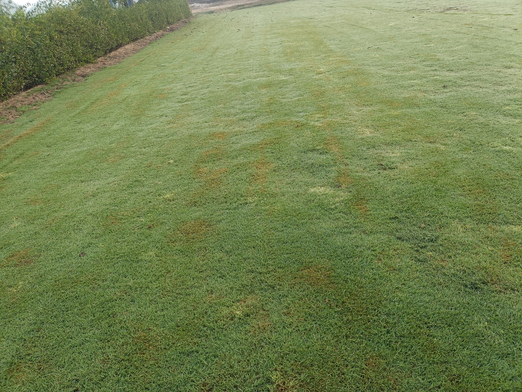 natural lawn grass Ludhiana