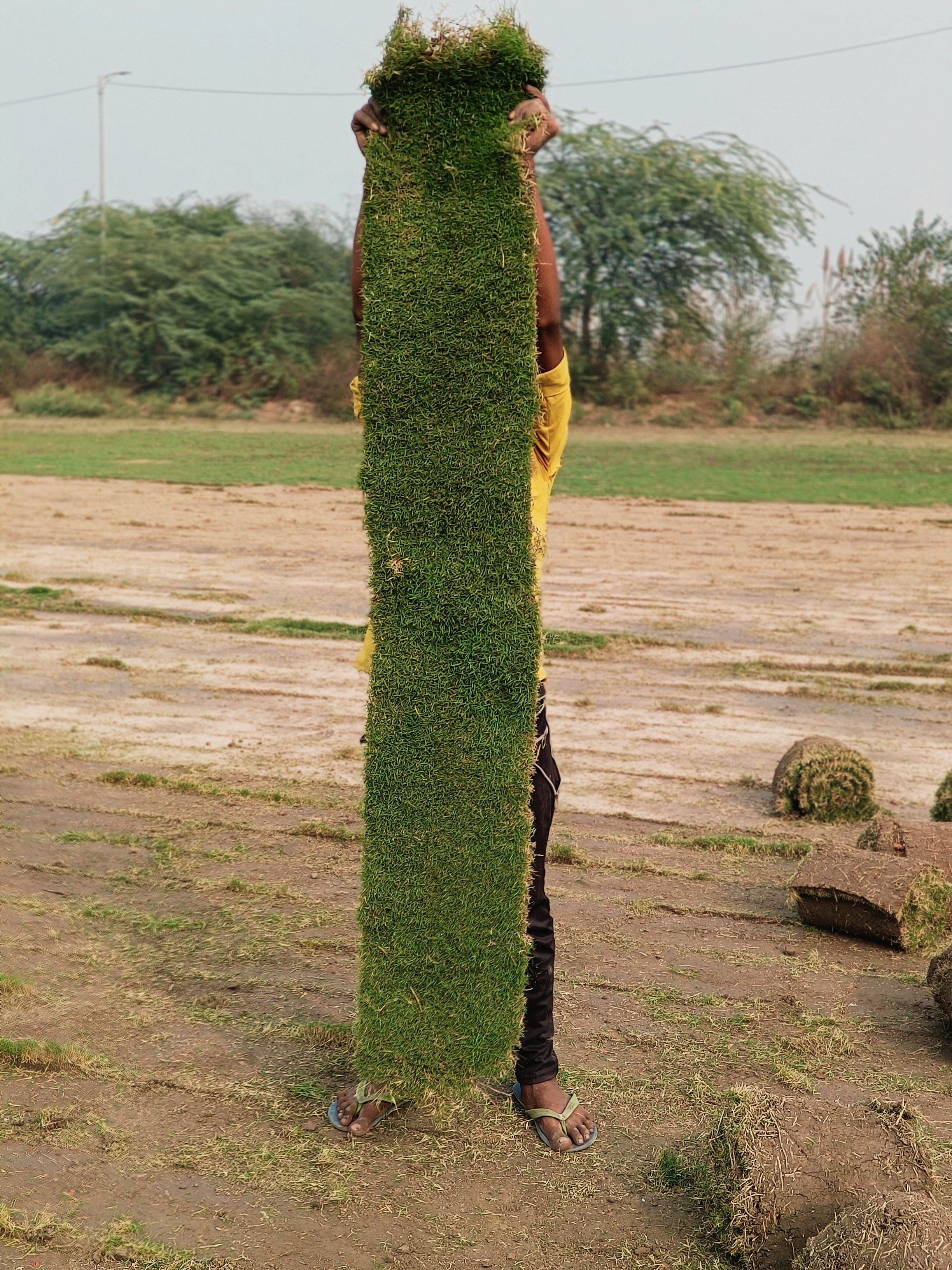 Doob Grass | Natural Lawn Grass for Home & Garden