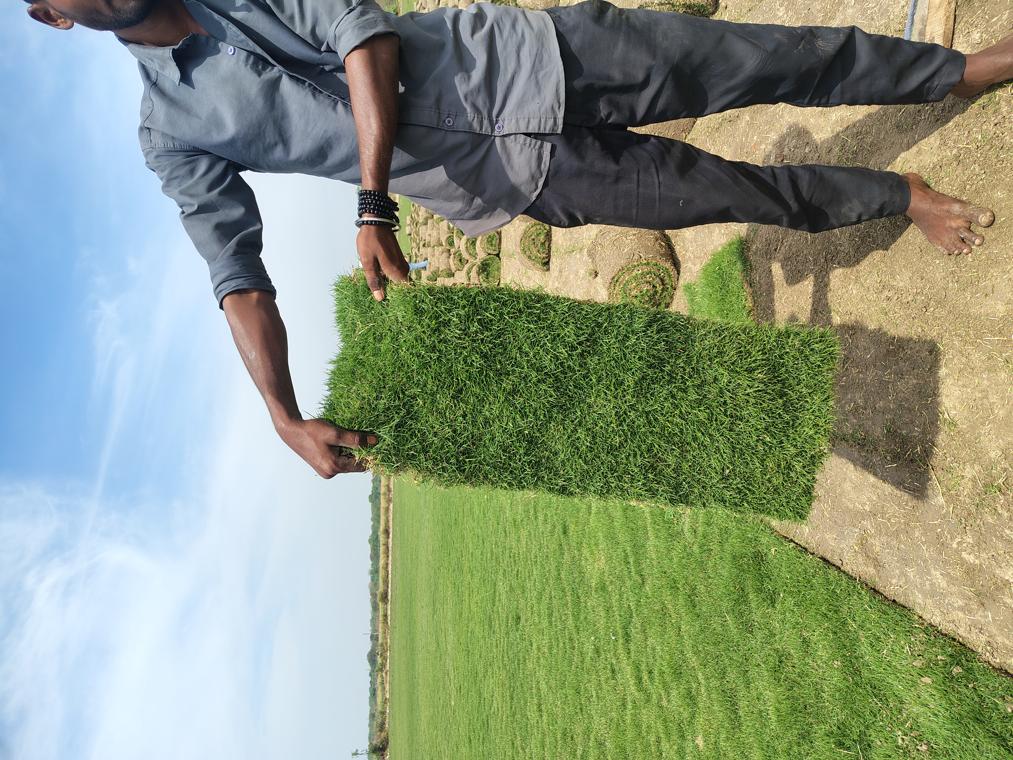 natural lawn grass Jalandhar