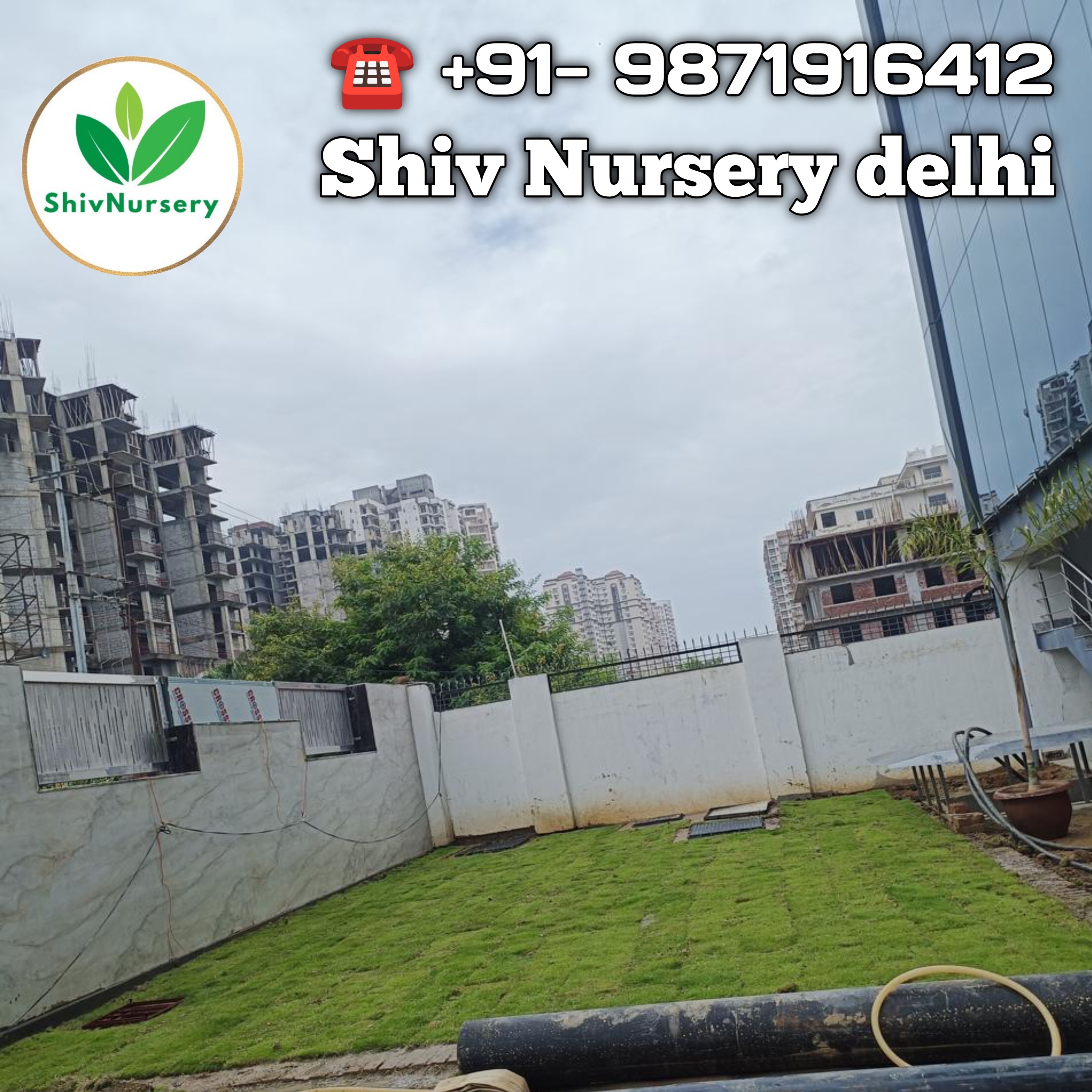 Natural Lawn Grass in Paschim Vihar Delhi