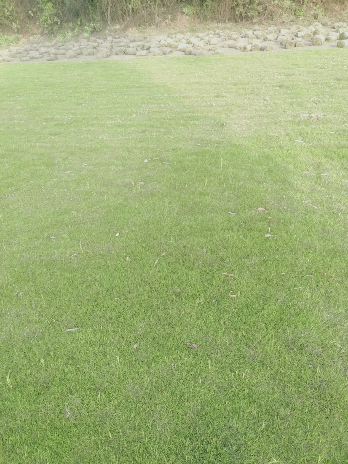 Lawn grass delivery Delhi