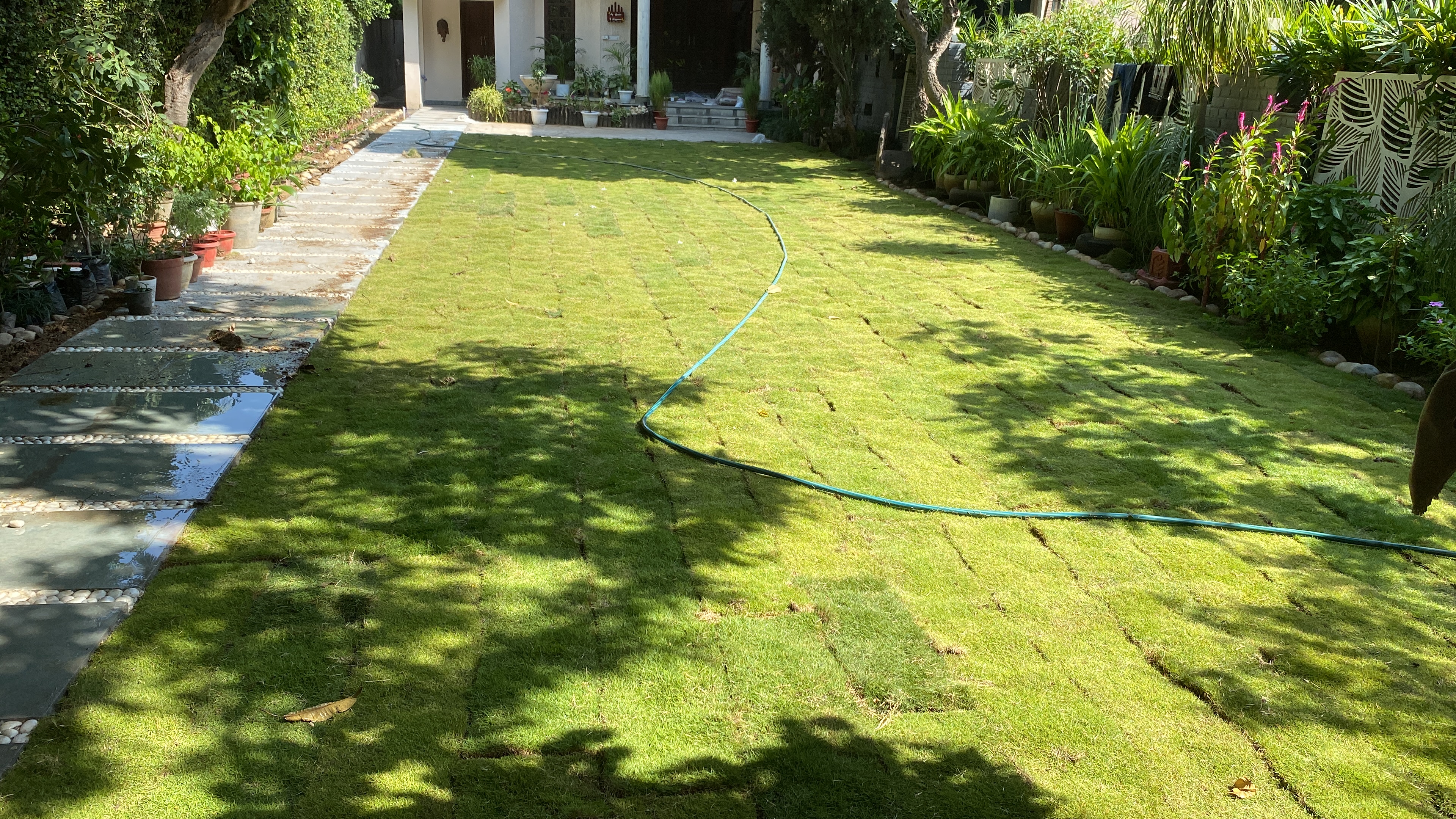 Natural Lawn Grass in Greater Kailash 2 Delhi