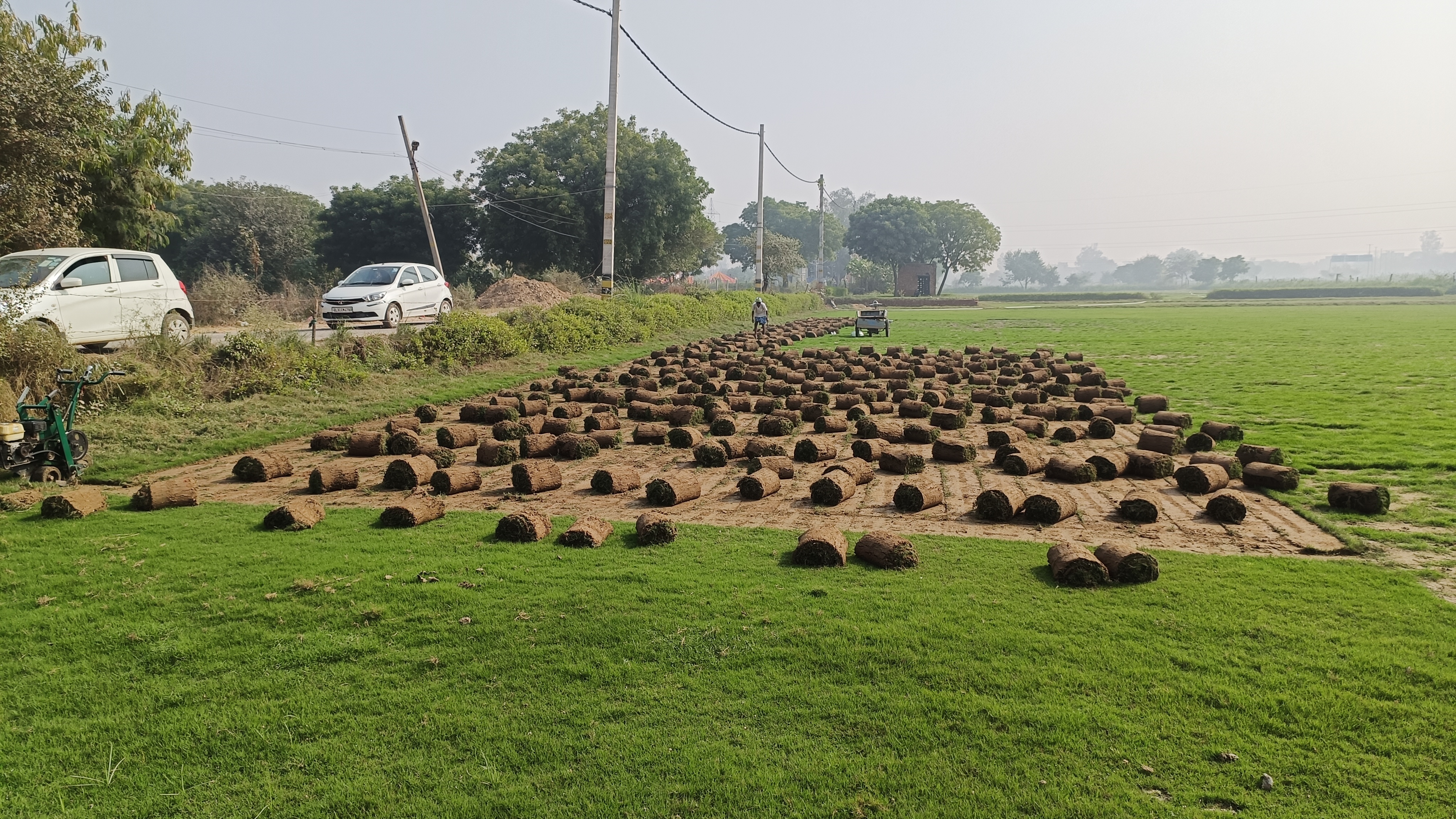 Natural grass nursery in Delhi NCR