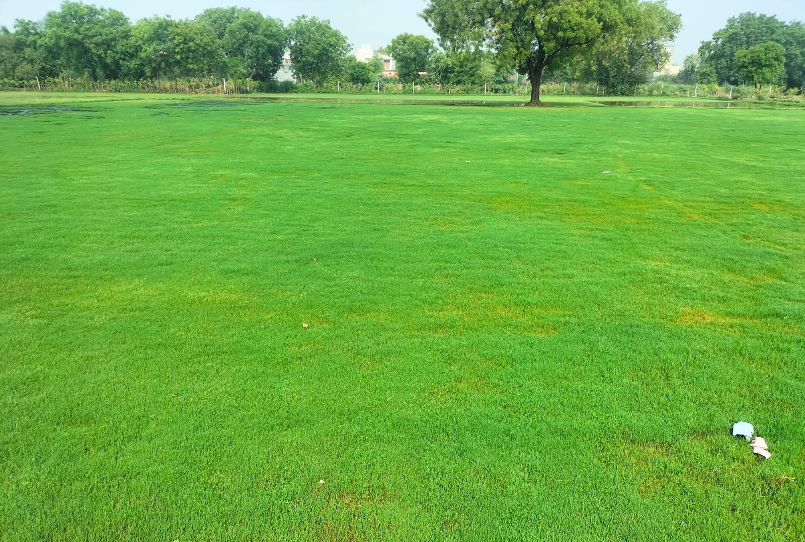  Natural Green Grass Natural Lawn Grass for Home & Garden