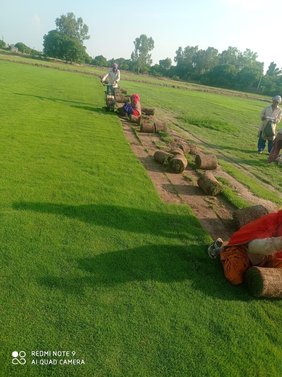Natural Lawn Grass in Rajouri Garden Delhi