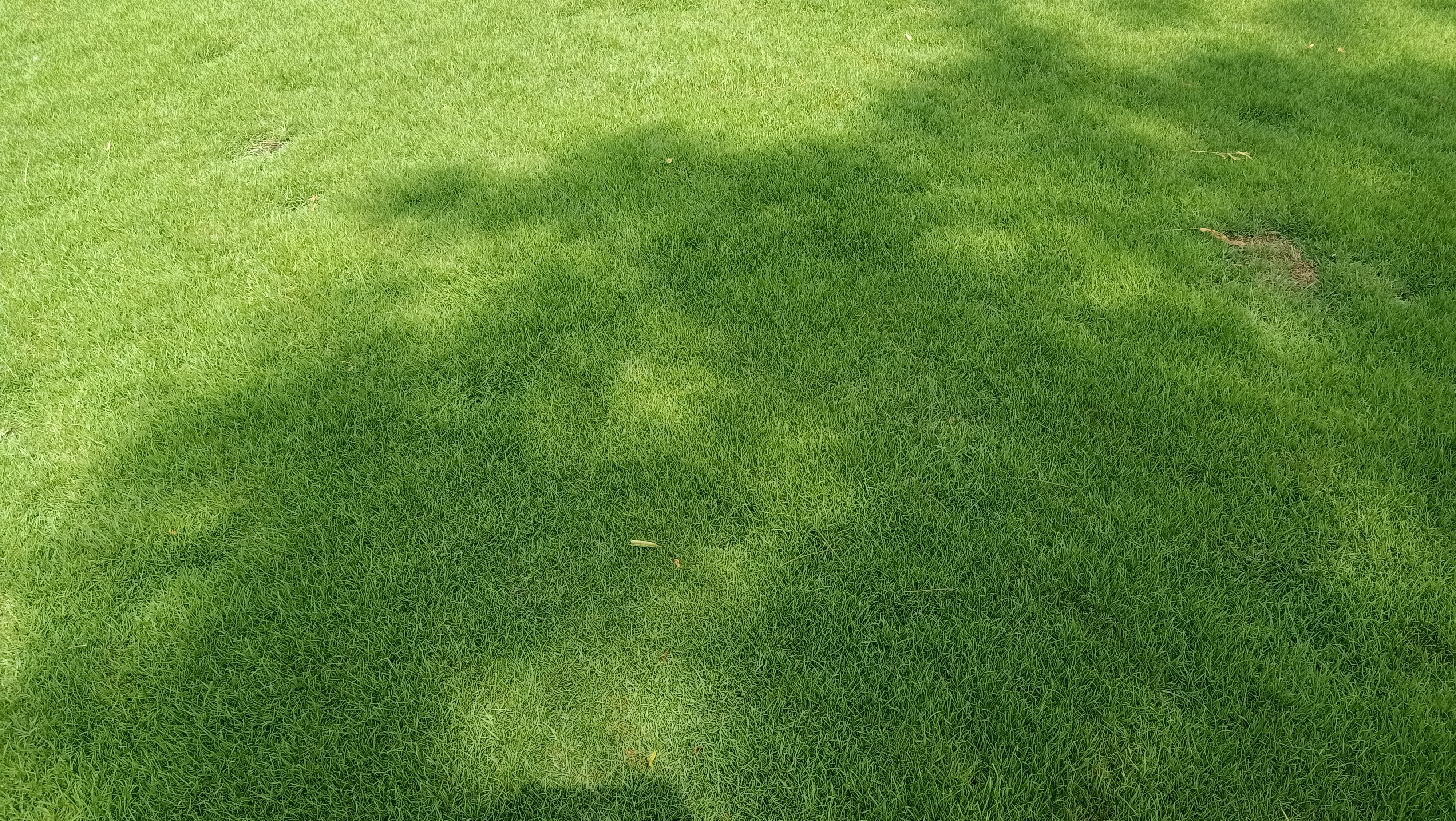natural lawn grass Kota 