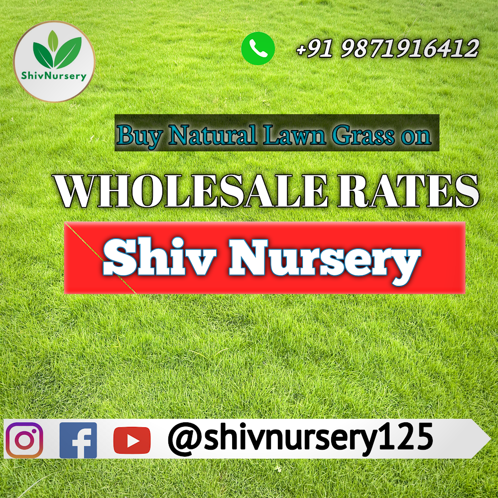 Natural Lawn Grass in Rohini Sector 9  Delhi