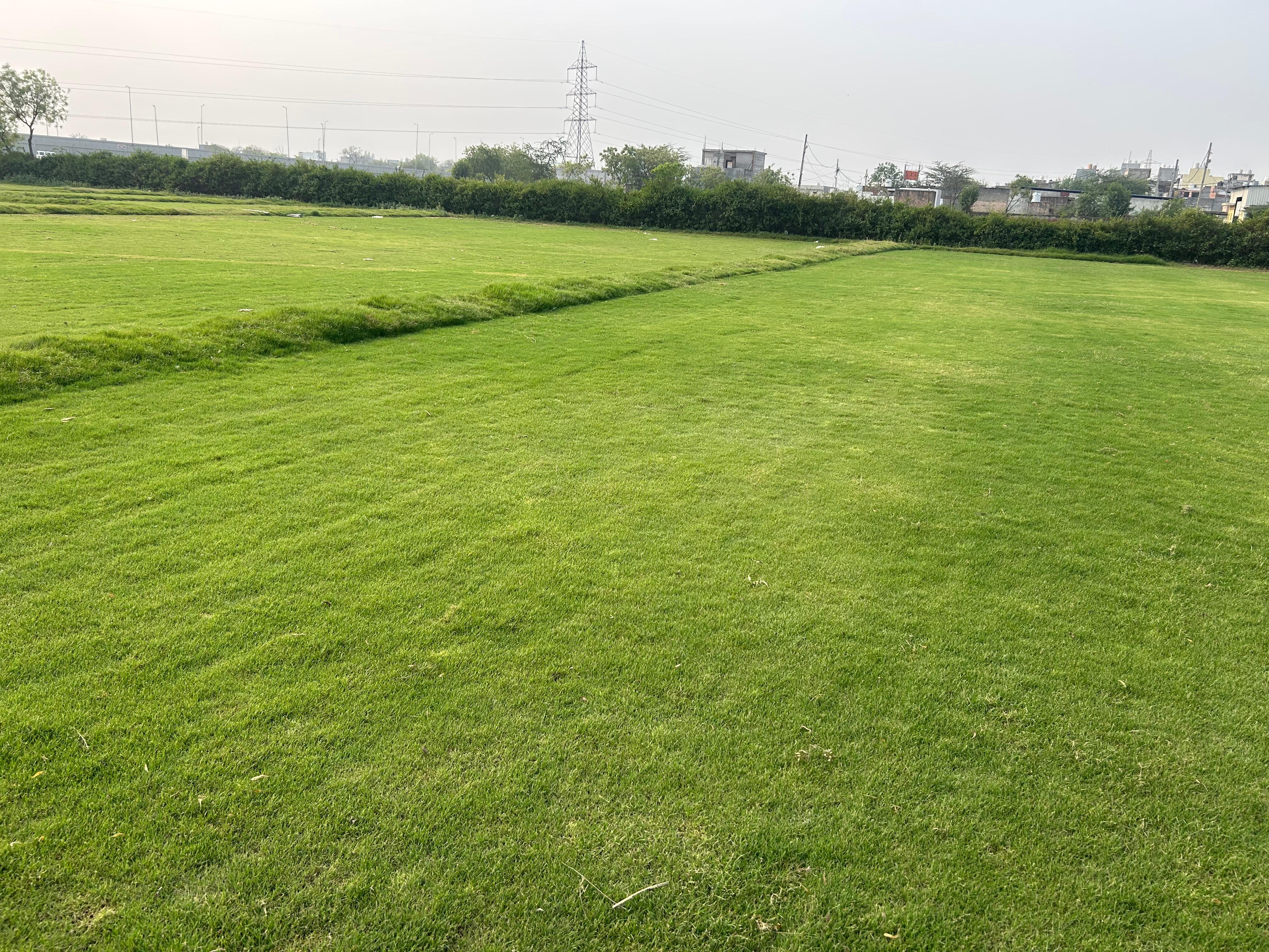 Bermuda Grass in Delhi