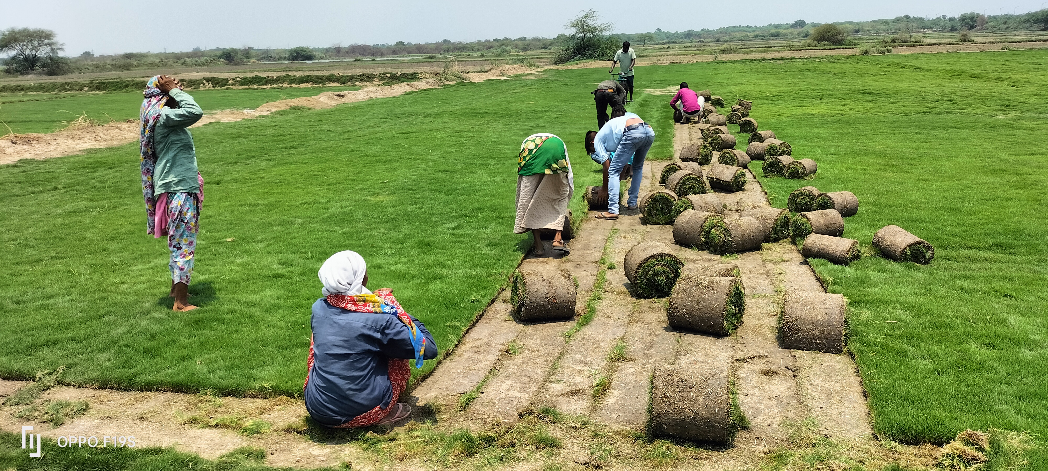 natural lawn grass Bhiwadi