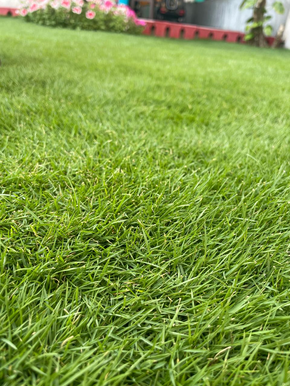 Natural Lawn Grass in Mandawali, Delhi | Wholesale Natural Lawn Grass | Lawn Grass Carpet | Natural Lawn Grass | Natural Lawn Grass Supplier | Natural Grass in Bulk | Natural Lawn Grass Wholesale Price
