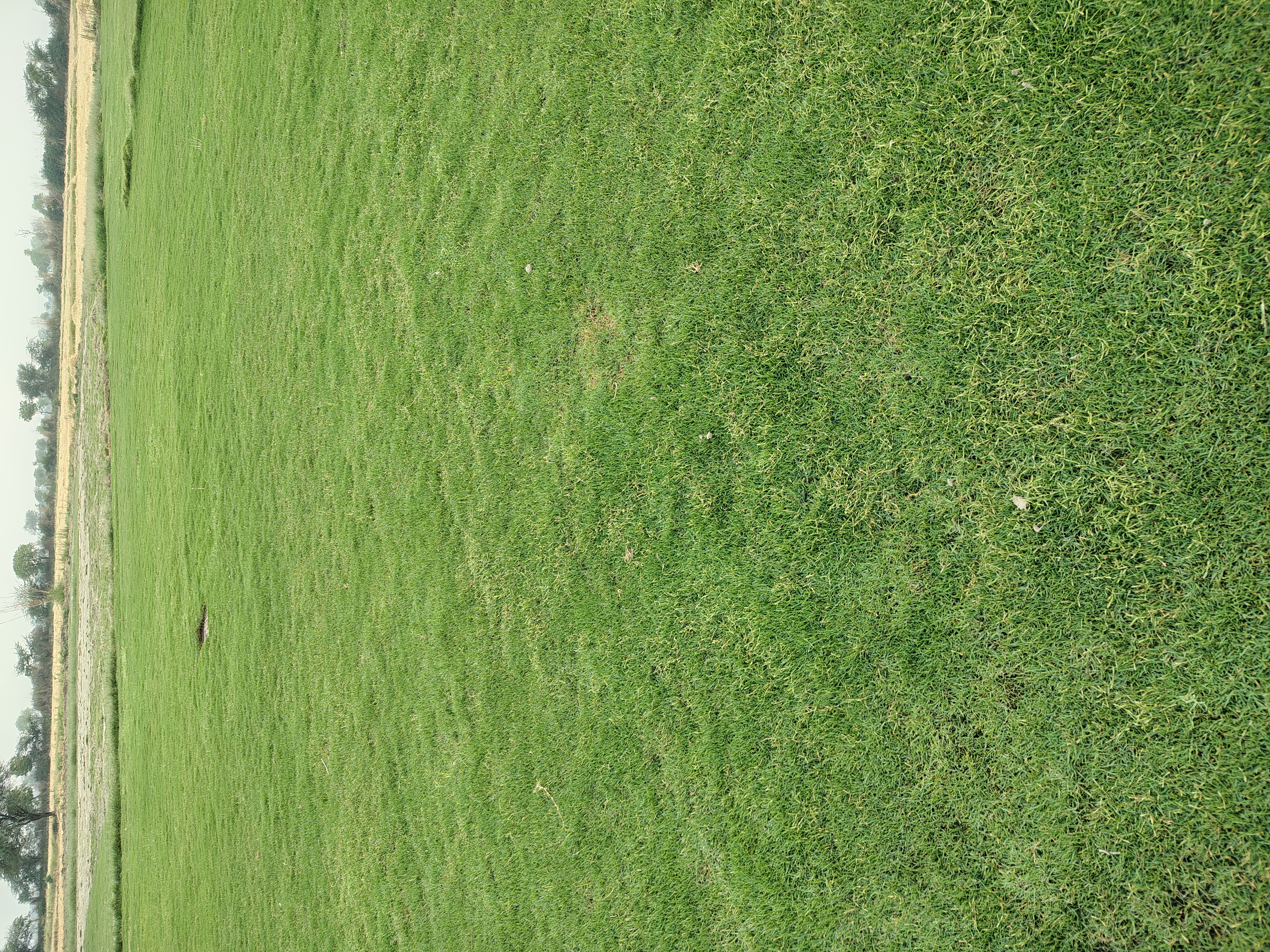 Natural Lawn Grass in Bharatpur Rajasthan