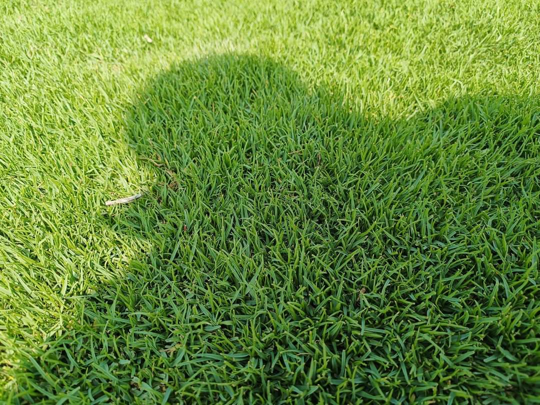 Natural Lawn Grass in Sikar, Rajasthan