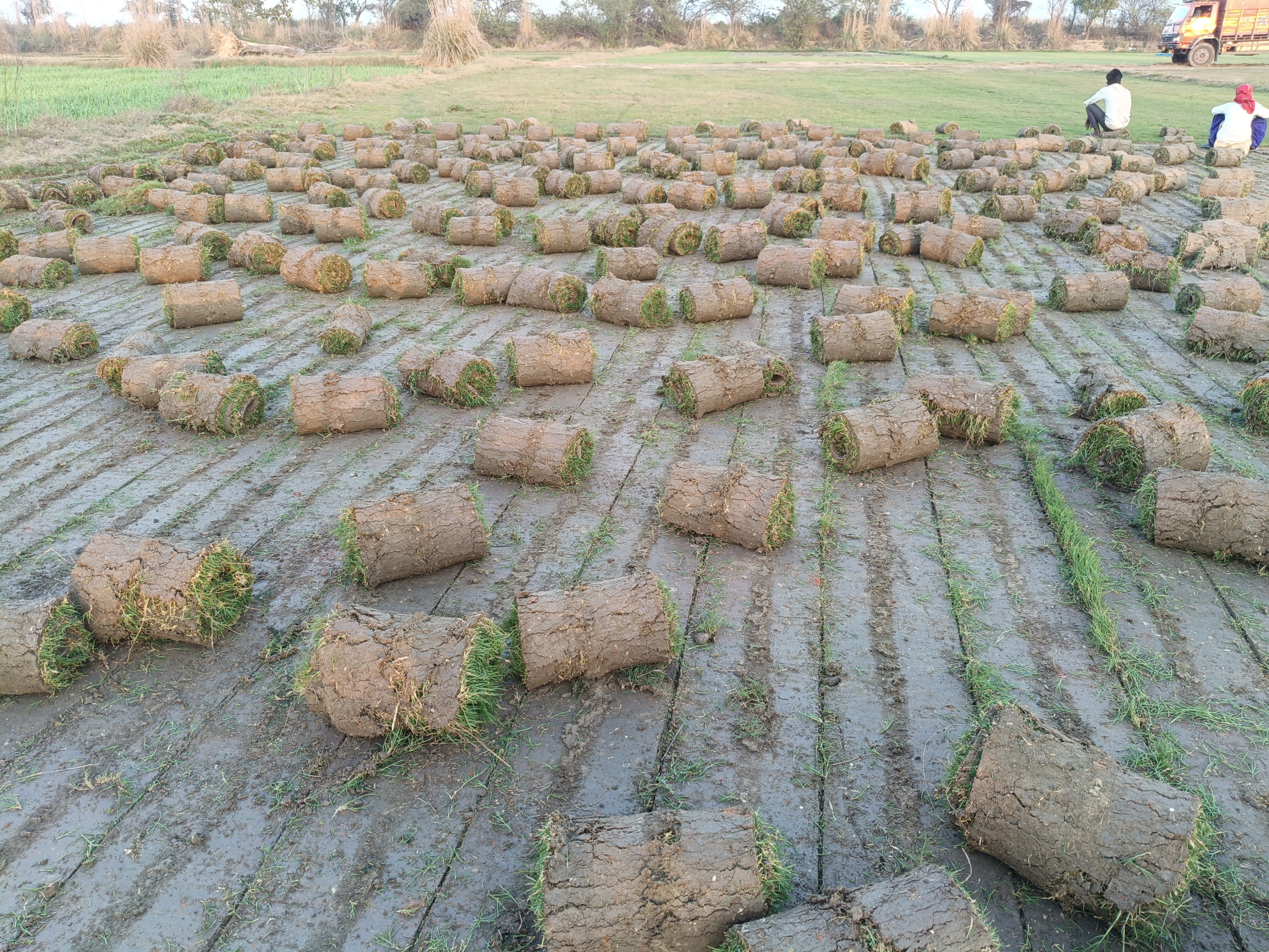 Home lawn grass installation Delhi
