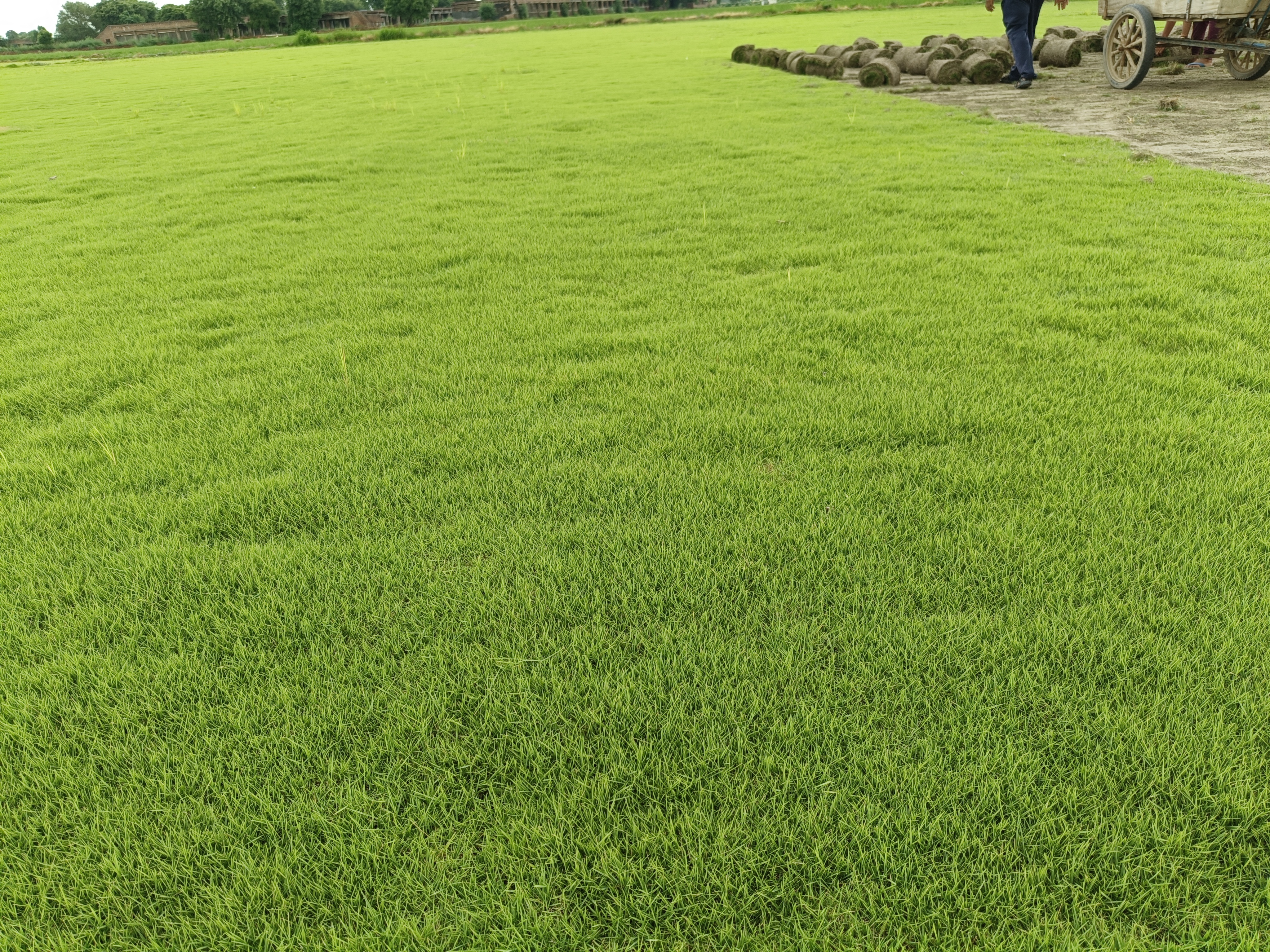 Natural Lawn Grass in Clement Town Cantonment