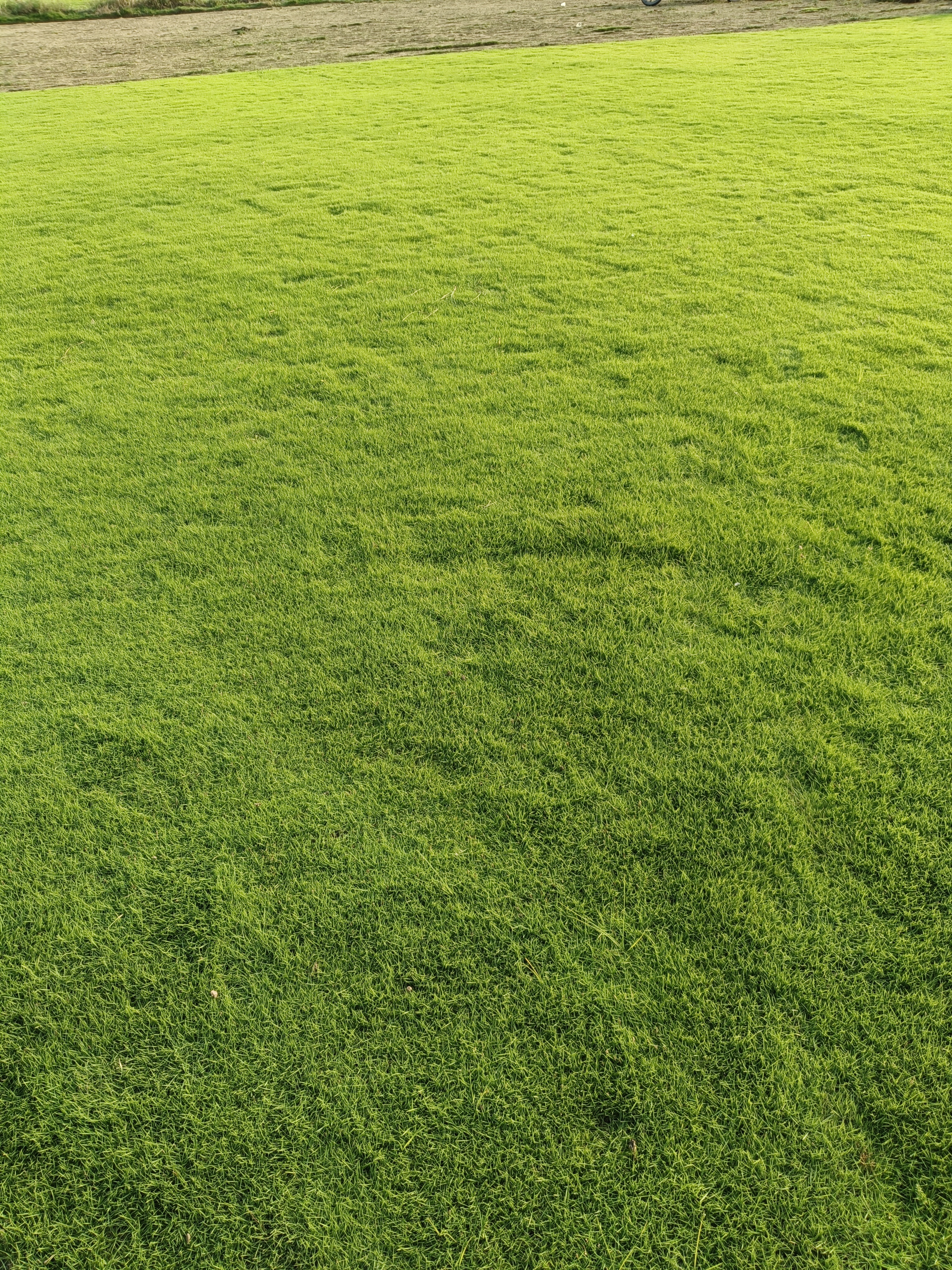 Natural Lawn Grass in Tonk, Rajasthan