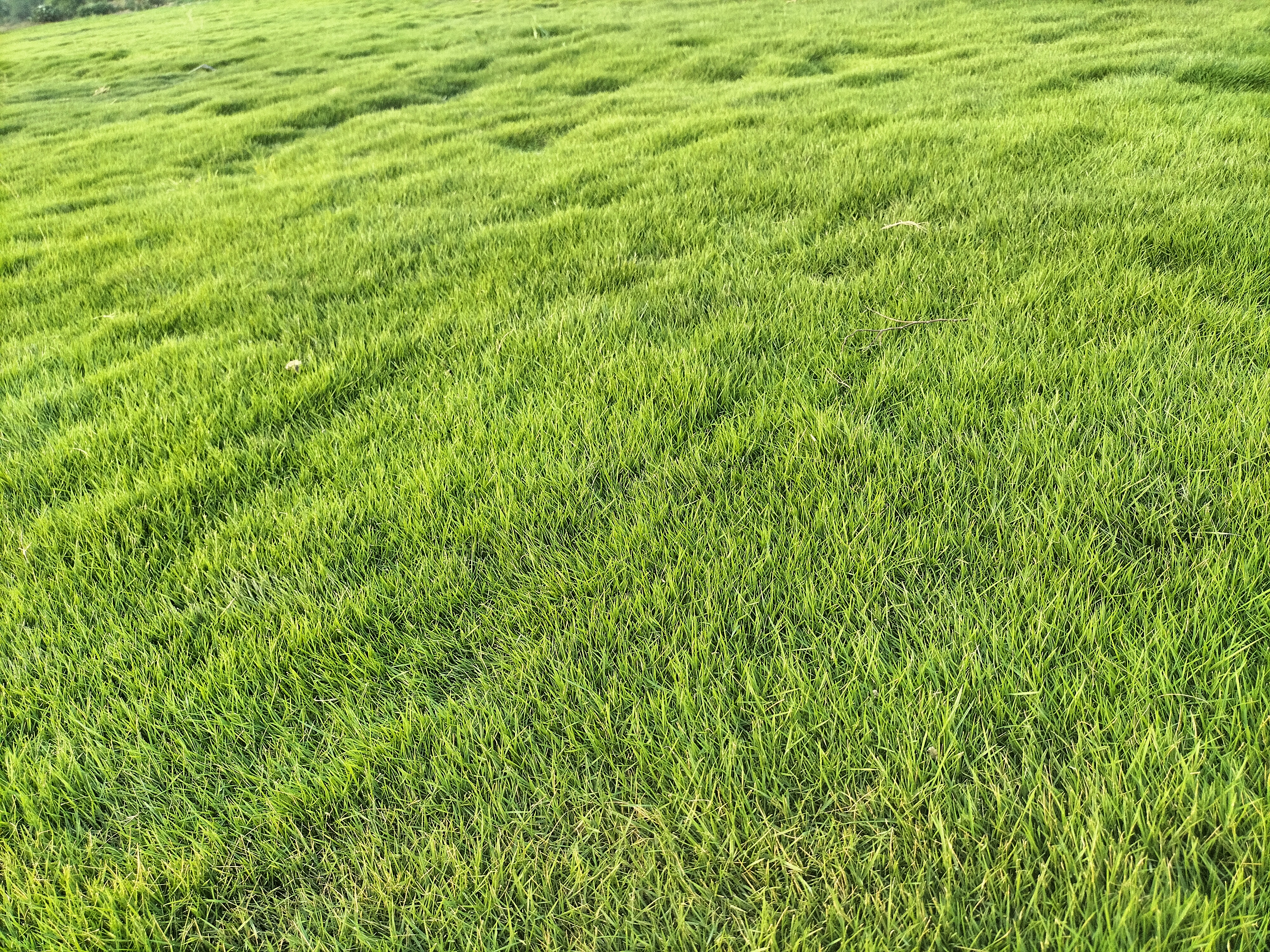 Hybrid Mexican Grass Durable Lawn Grass in Delhi for Farmhouses
