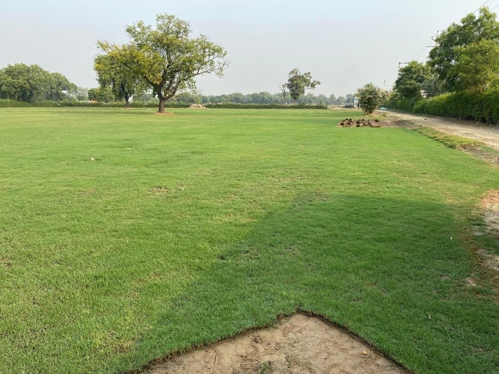 Natural Lawn Grass in South Extension Delhi