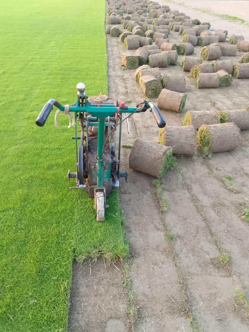 Hybrid Mexican Grass Durable Lawn Grass in Delhi for Farmhouses