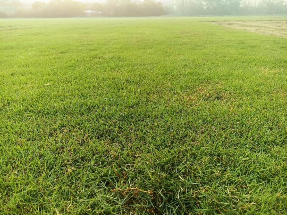 Natural Green Grass Natural Lawn Grass for Home & Garden