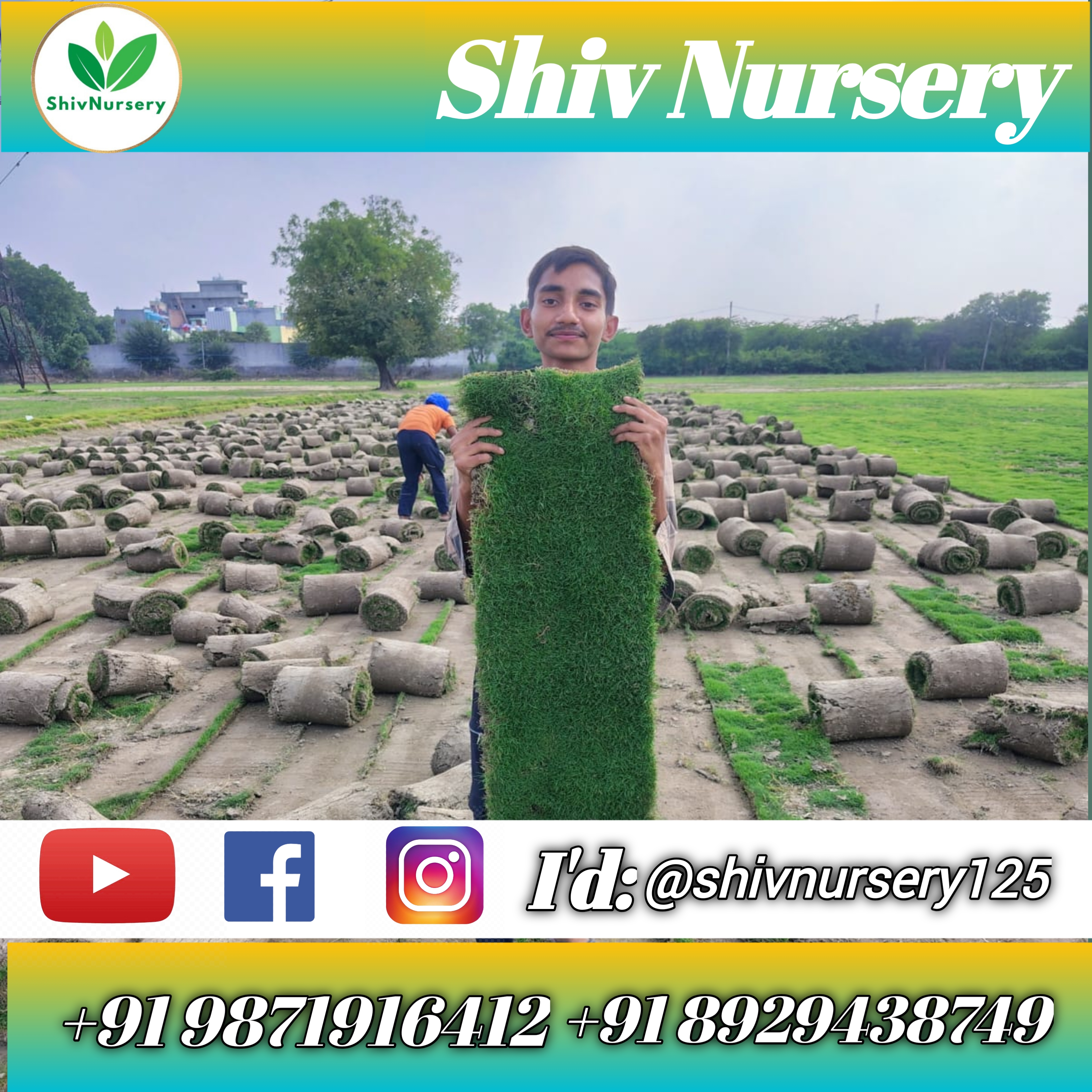 Bulk Supply Lawn Grass Natural Lawn Grass for Home & Garden