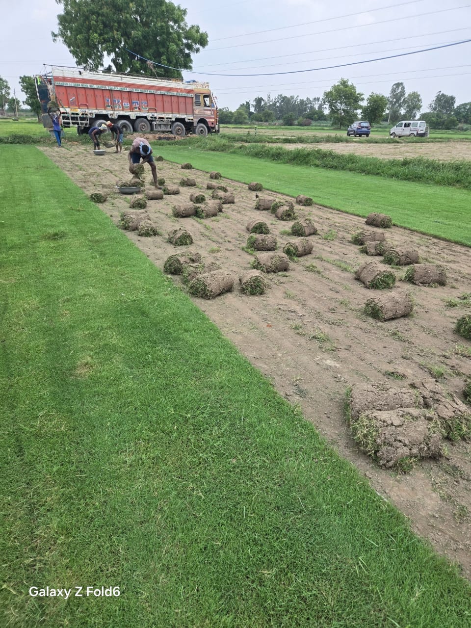 Natural Lawn Grass in Karawal Nagar Delhi