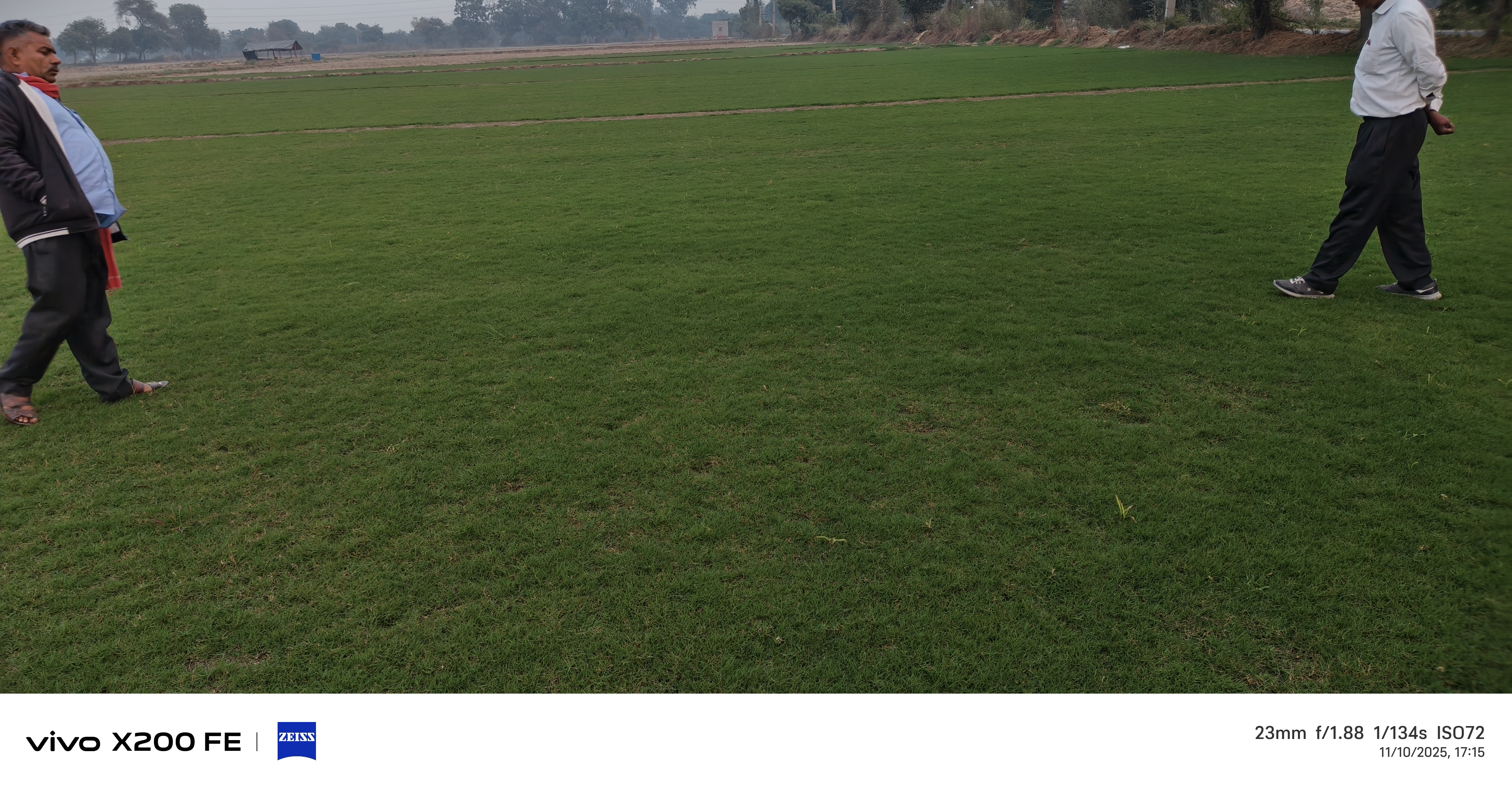 Natural Lawn Grass in Jabalpur