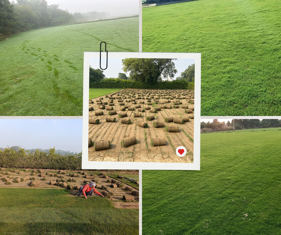 Natural Lawn Grass in Bhopal