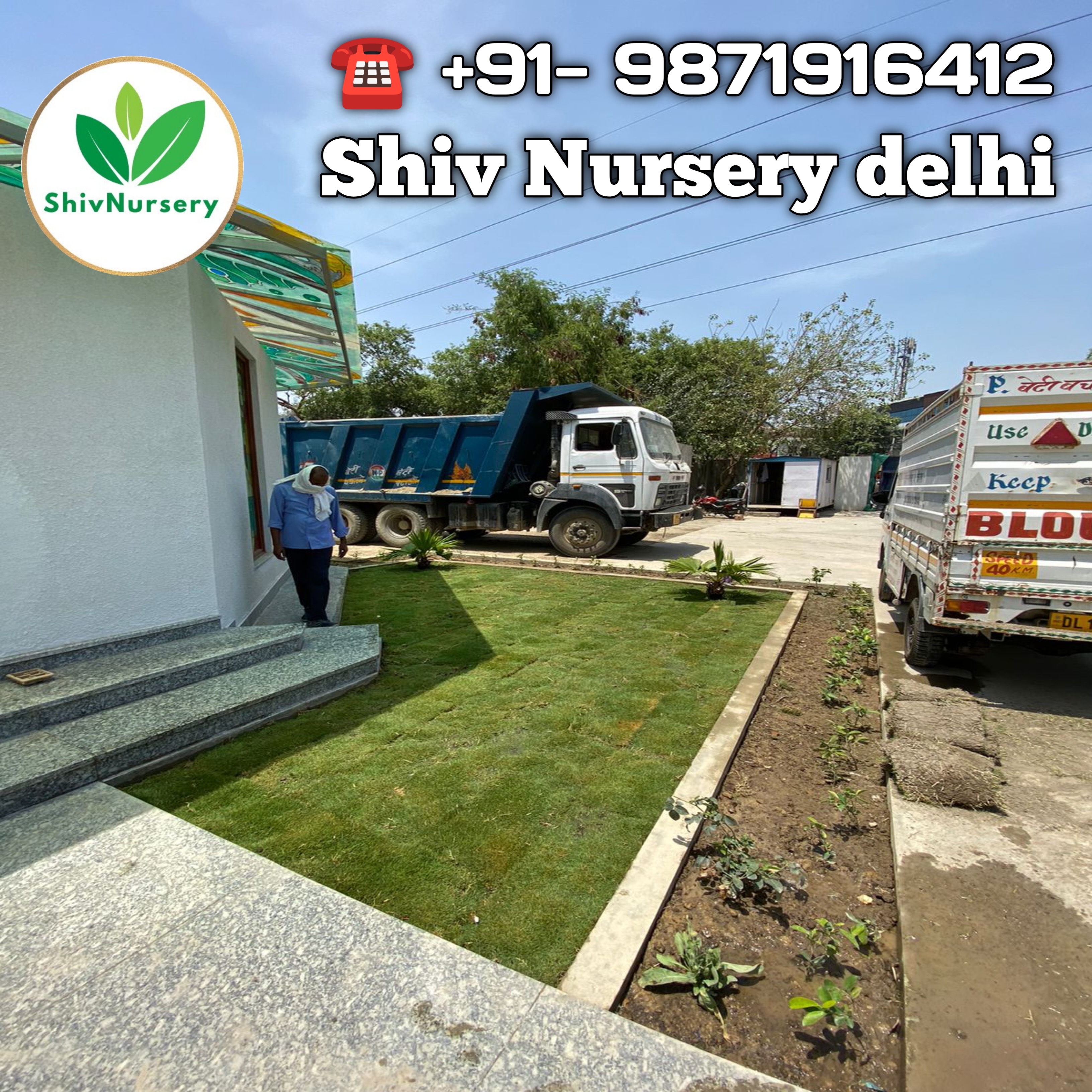 Shade-tolerant lawn grass Delhi NCR 