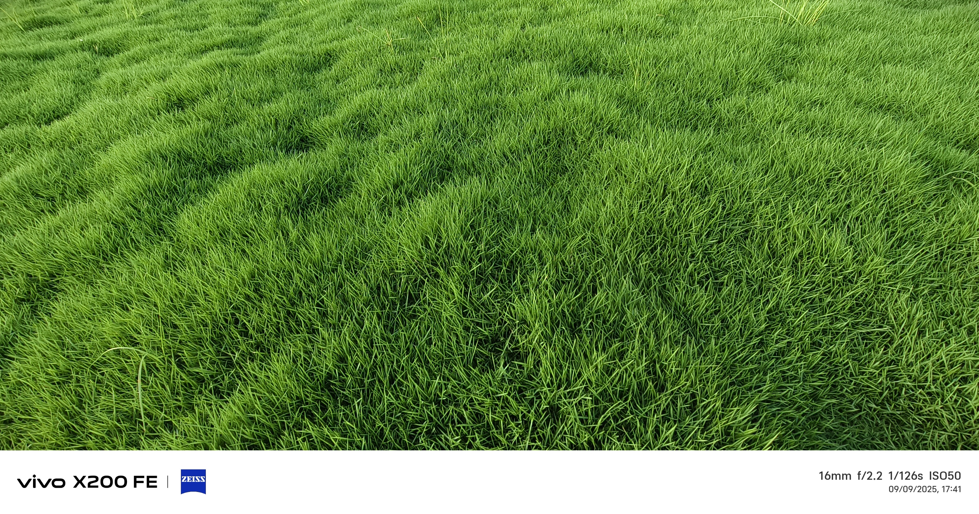 Hardy Climate Turf Natural Lawn Grass for Home & Garden