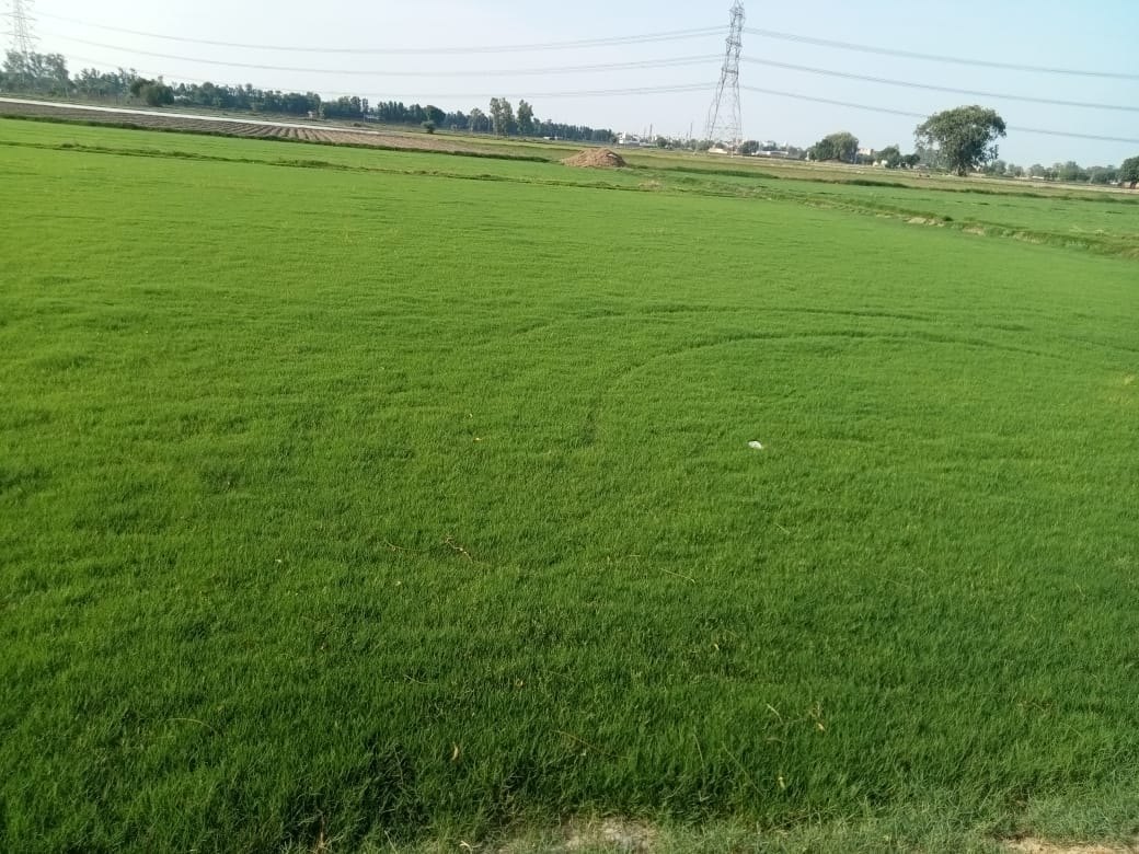 natural lawn grass Alwar 