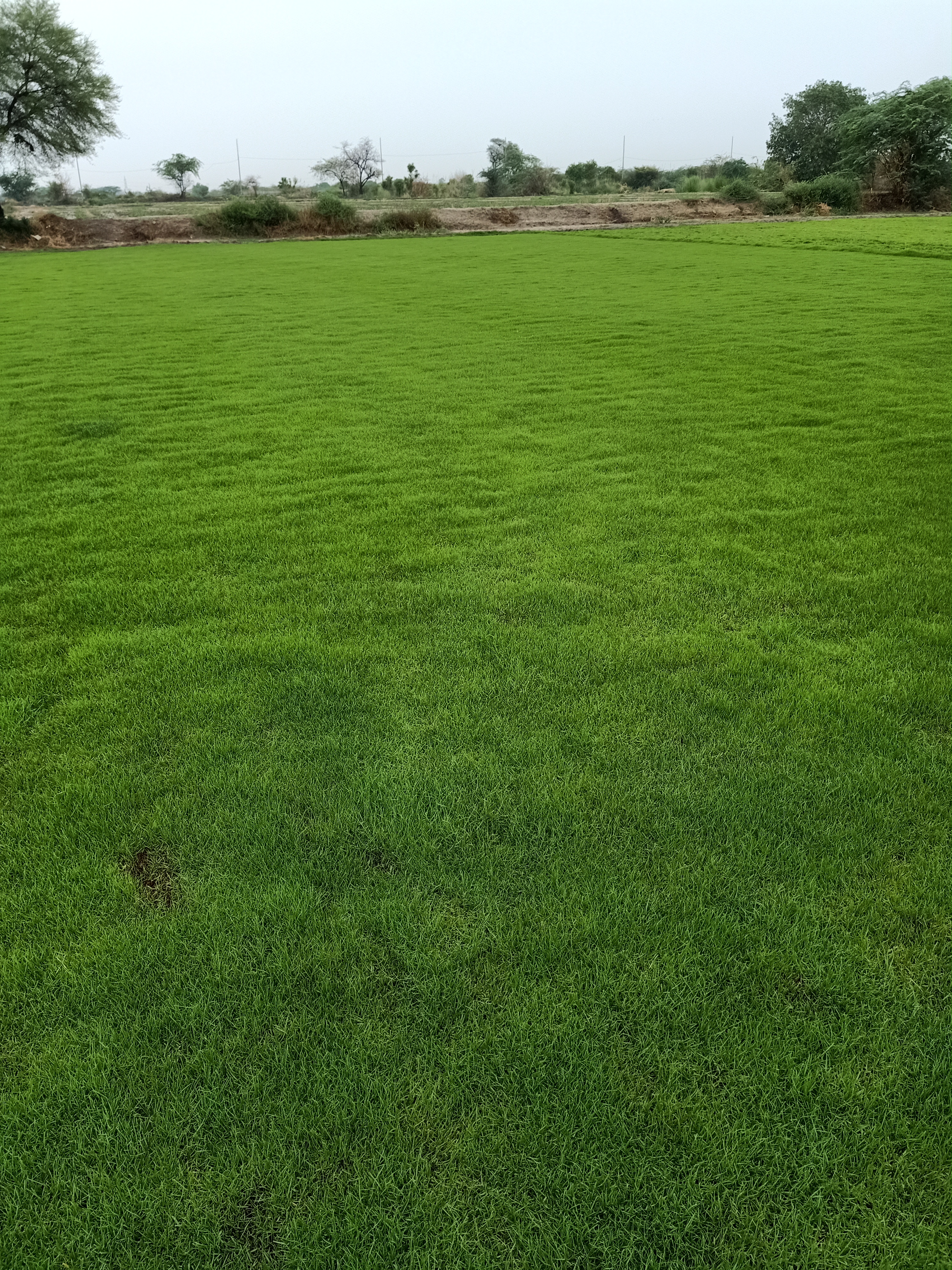 Natural Lawn Grass in Ambala Cantonment