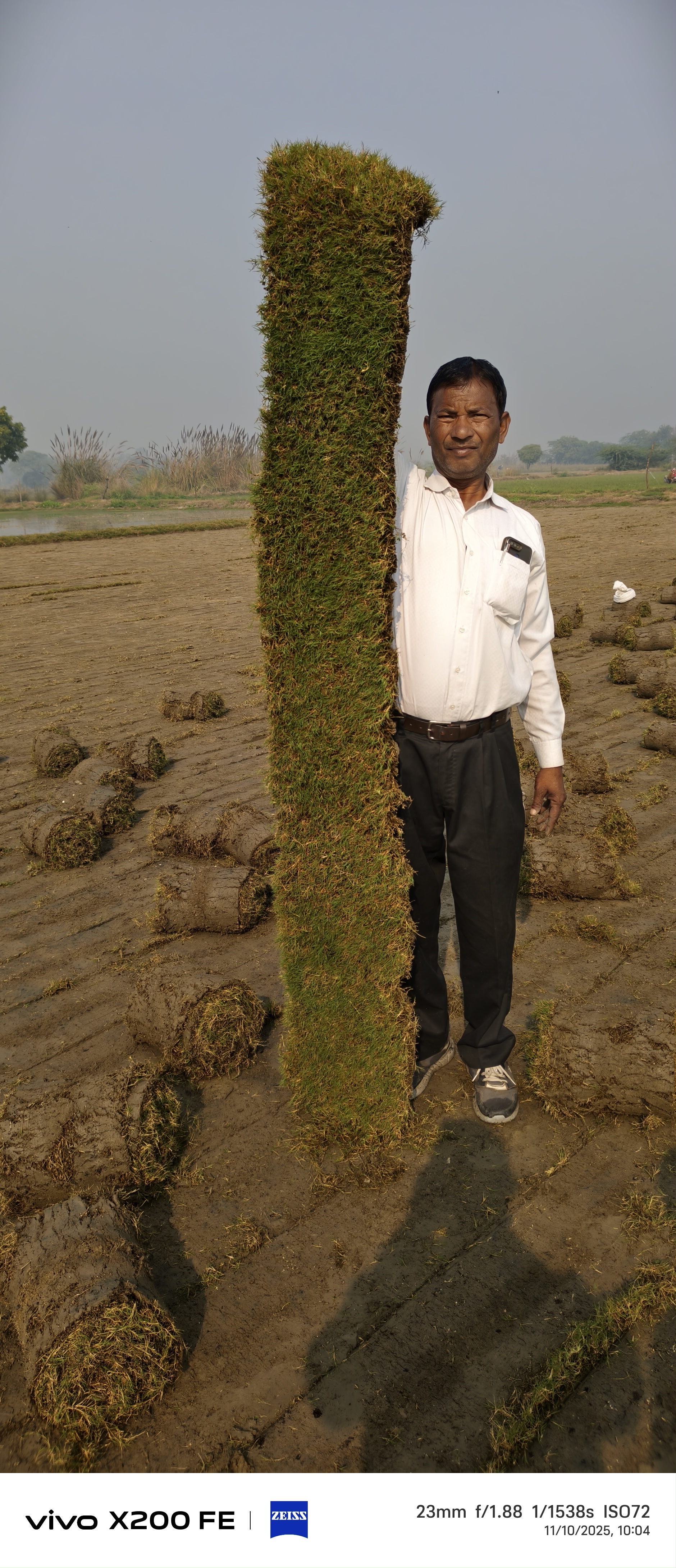 Natural Lawn Grass in Jhalawar, Rajasthan