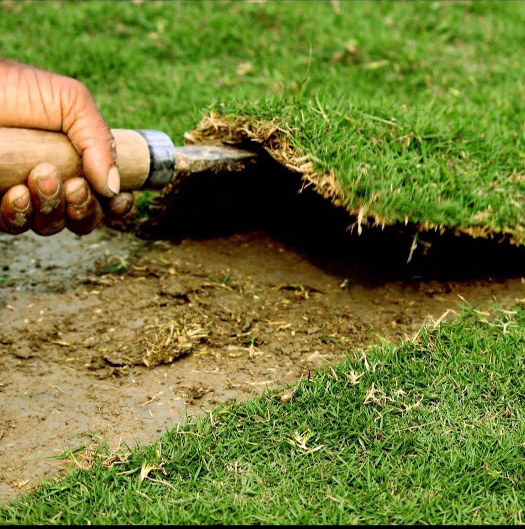 Natural Lawn Grass in Agra