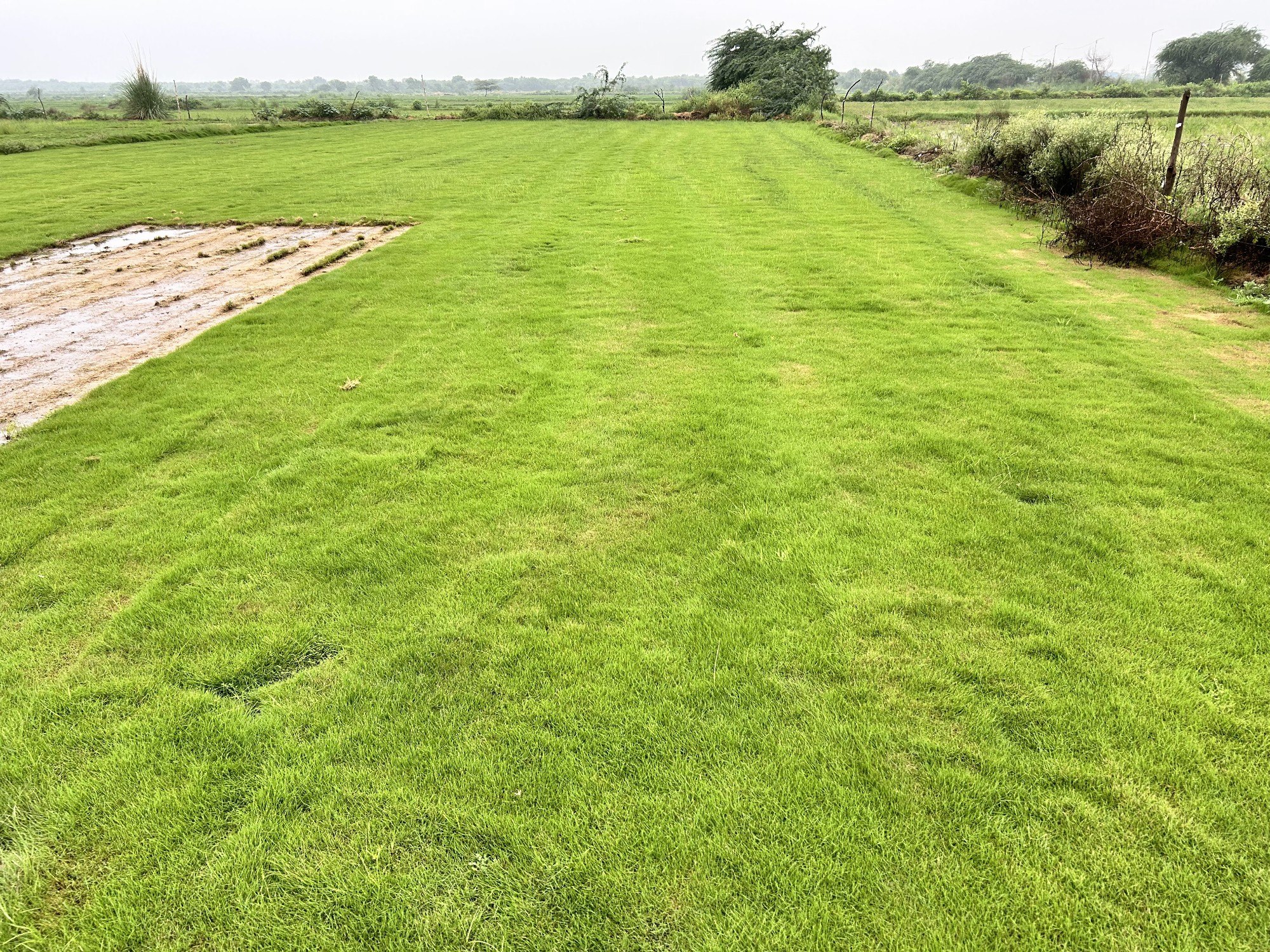 natural lawn grass Ludhiana