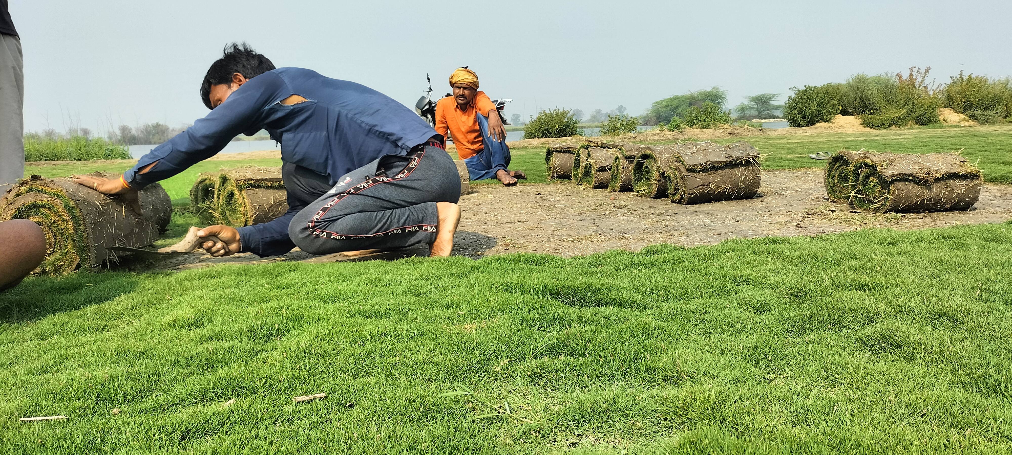 natural lawn grass Ajmer