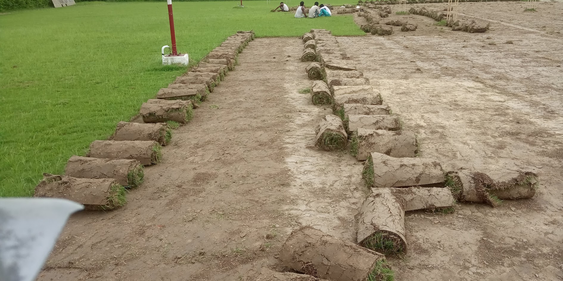 Natural Lawn Grass in Burari, Delhi | Wholesale Natural Lawn Grass | Lawn Grass Carpet | Natural Lawn Grass | Natural Lawn Grass Supplier | Natural Grass in Bulk | Natural Lawn Grass Wholesale Price
