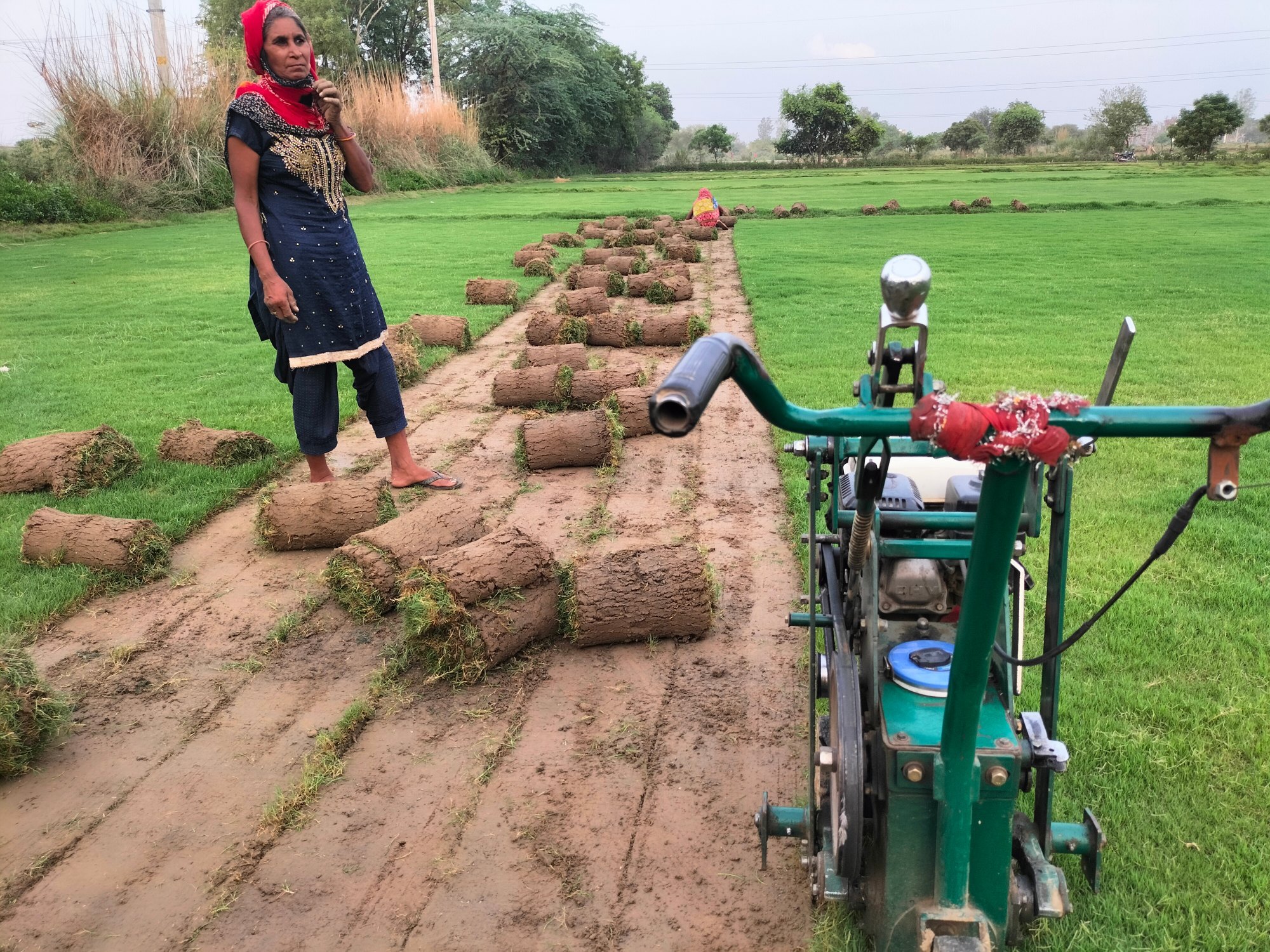 Natural Lawn Grass in Agra Cantonment