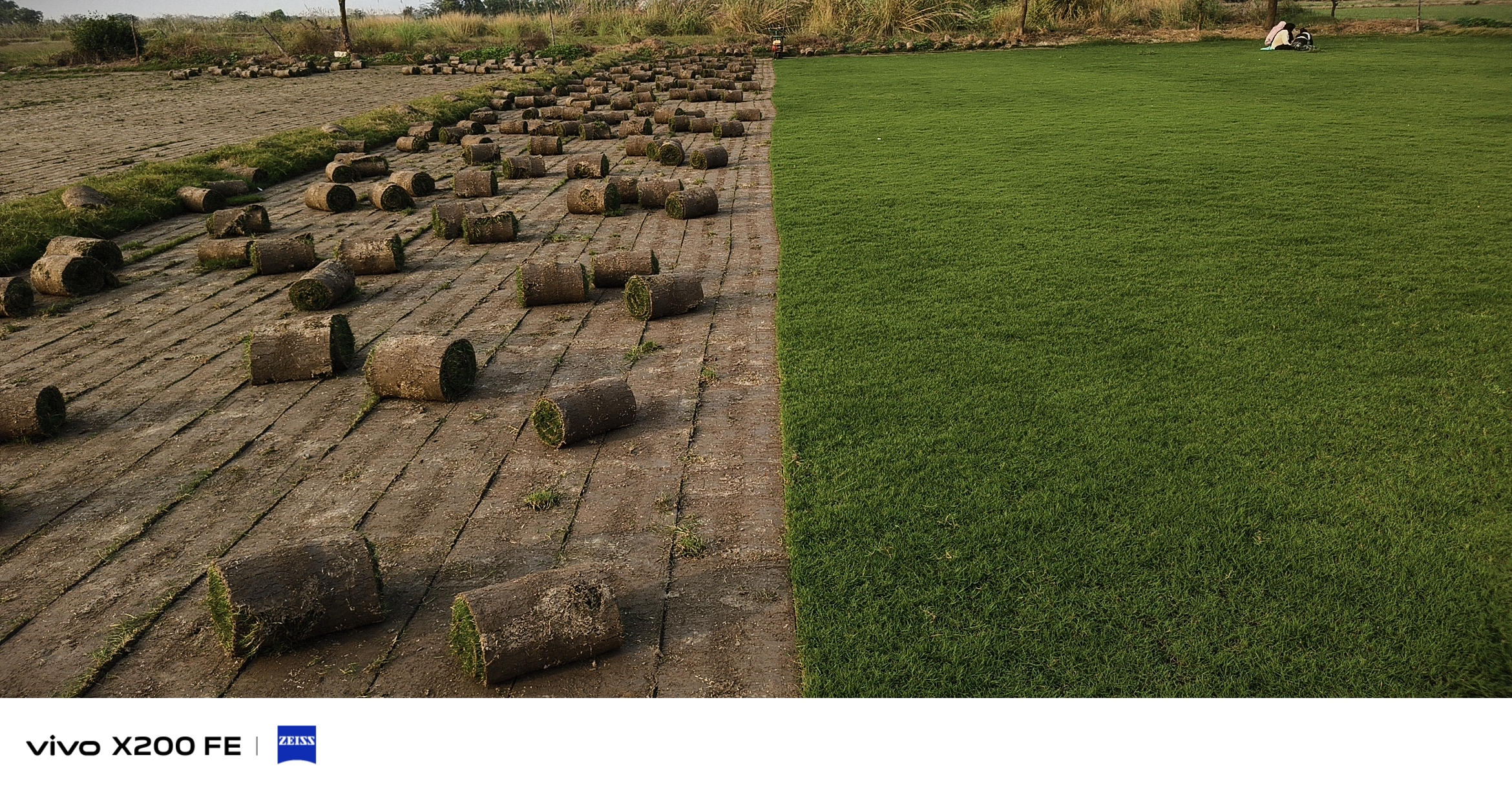 natural lawn grass Karnal