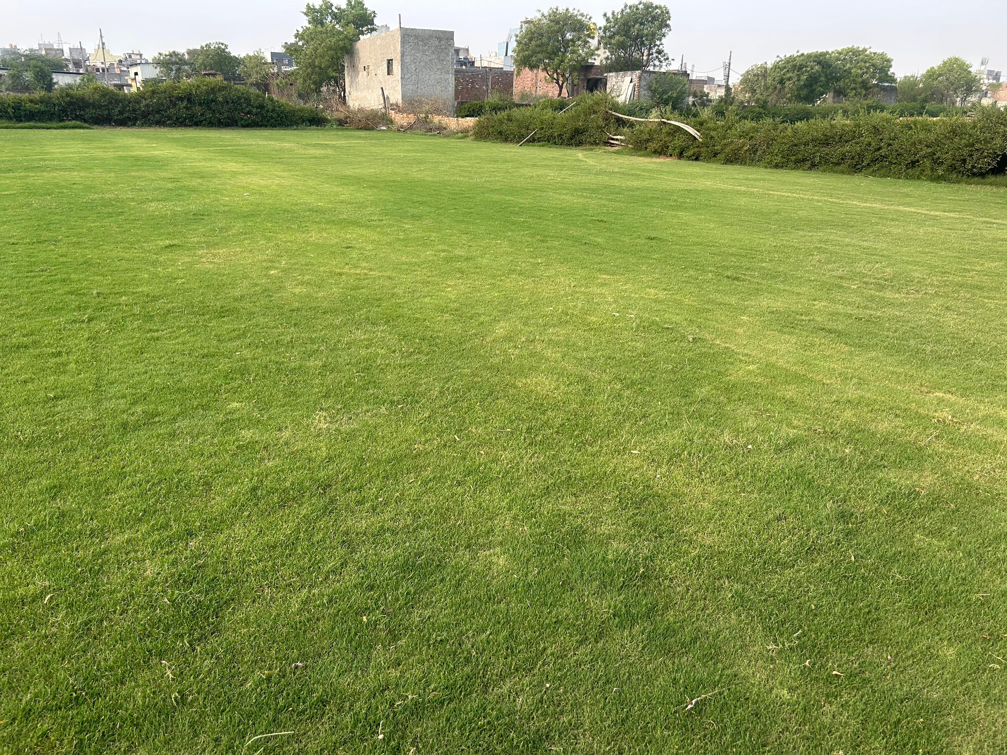 Bermuda Grass in Delhi