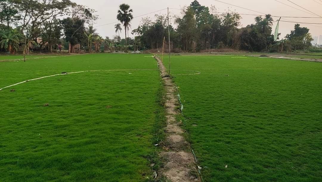 Natural Lawn Grass in South Extension Delhi